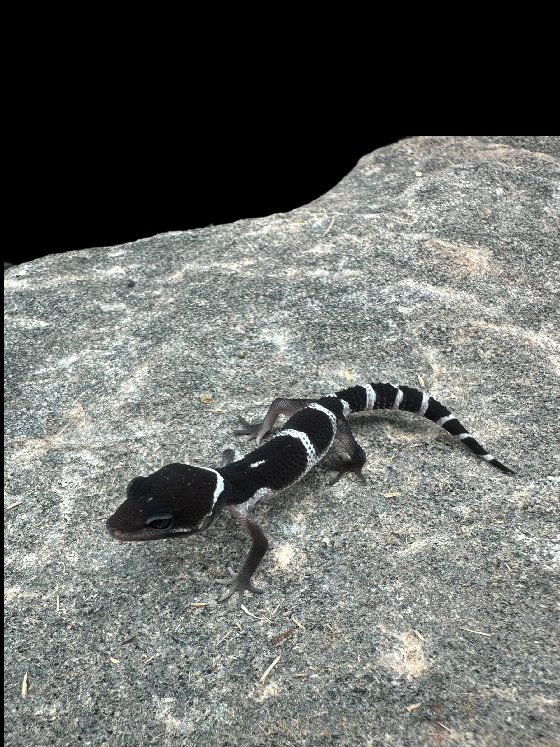 Leopard Gecko (Black Night Mack Snow)