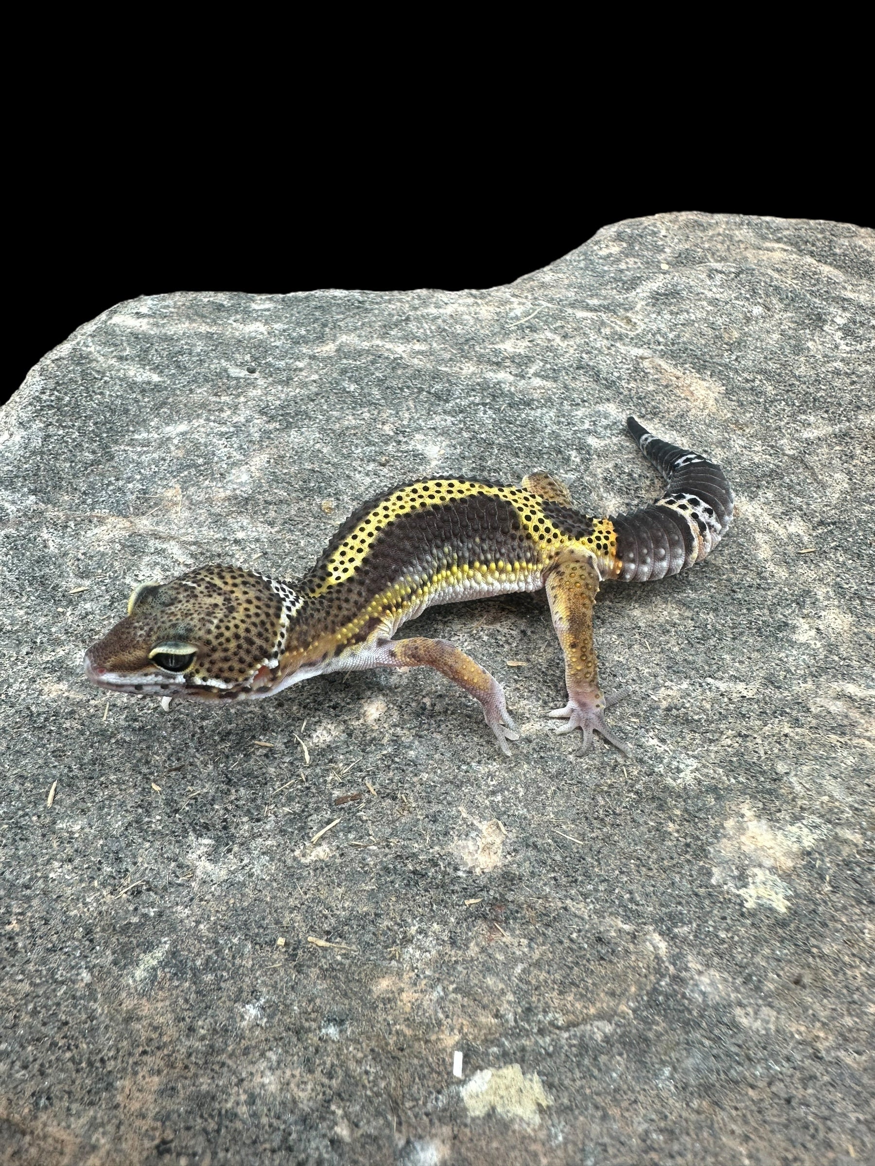 Leopard Gecko (Black Night Cross Het Rainwater Poss Eclipse)