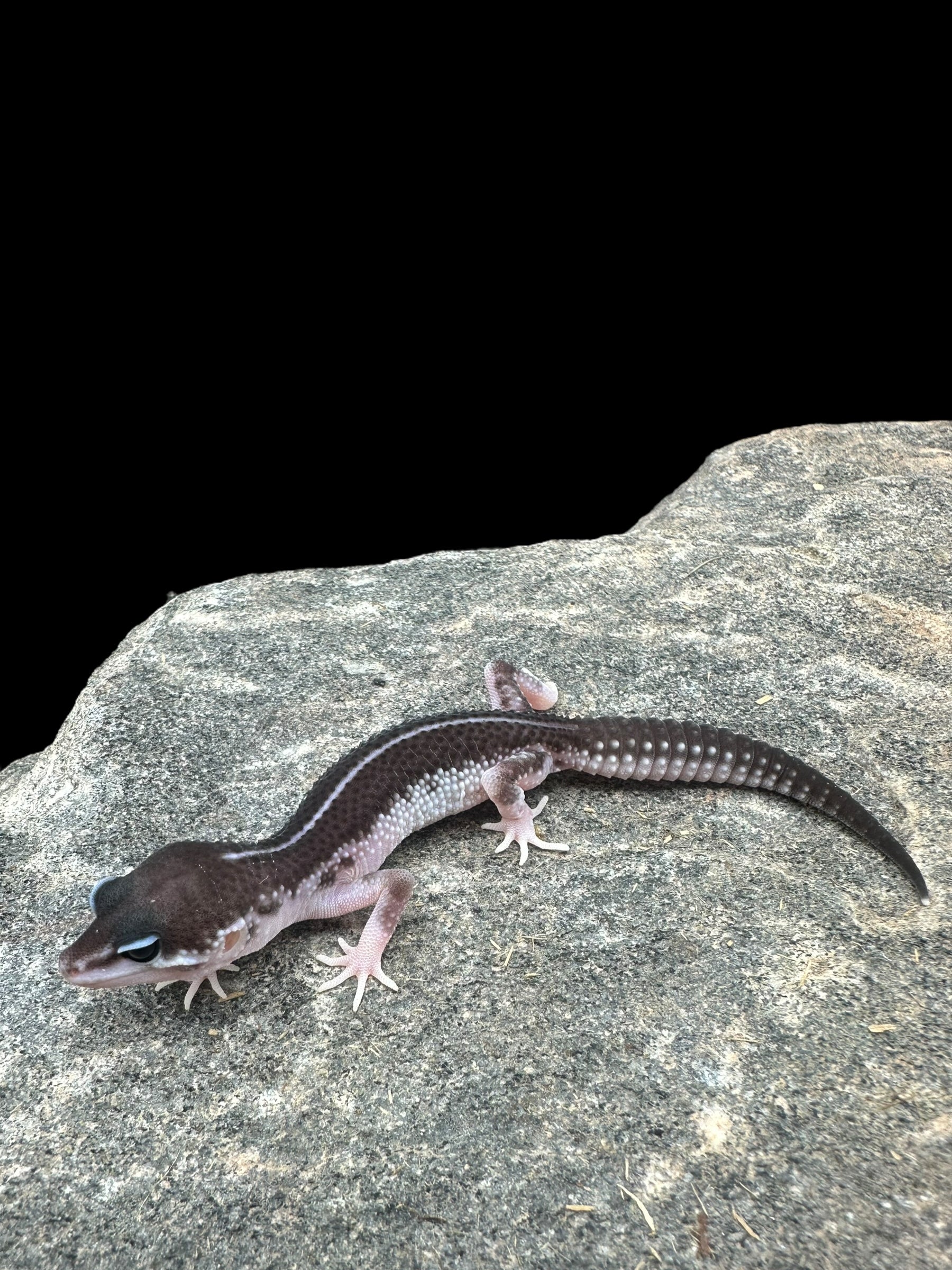 Leopard Gecko (Black Night Super Snow)