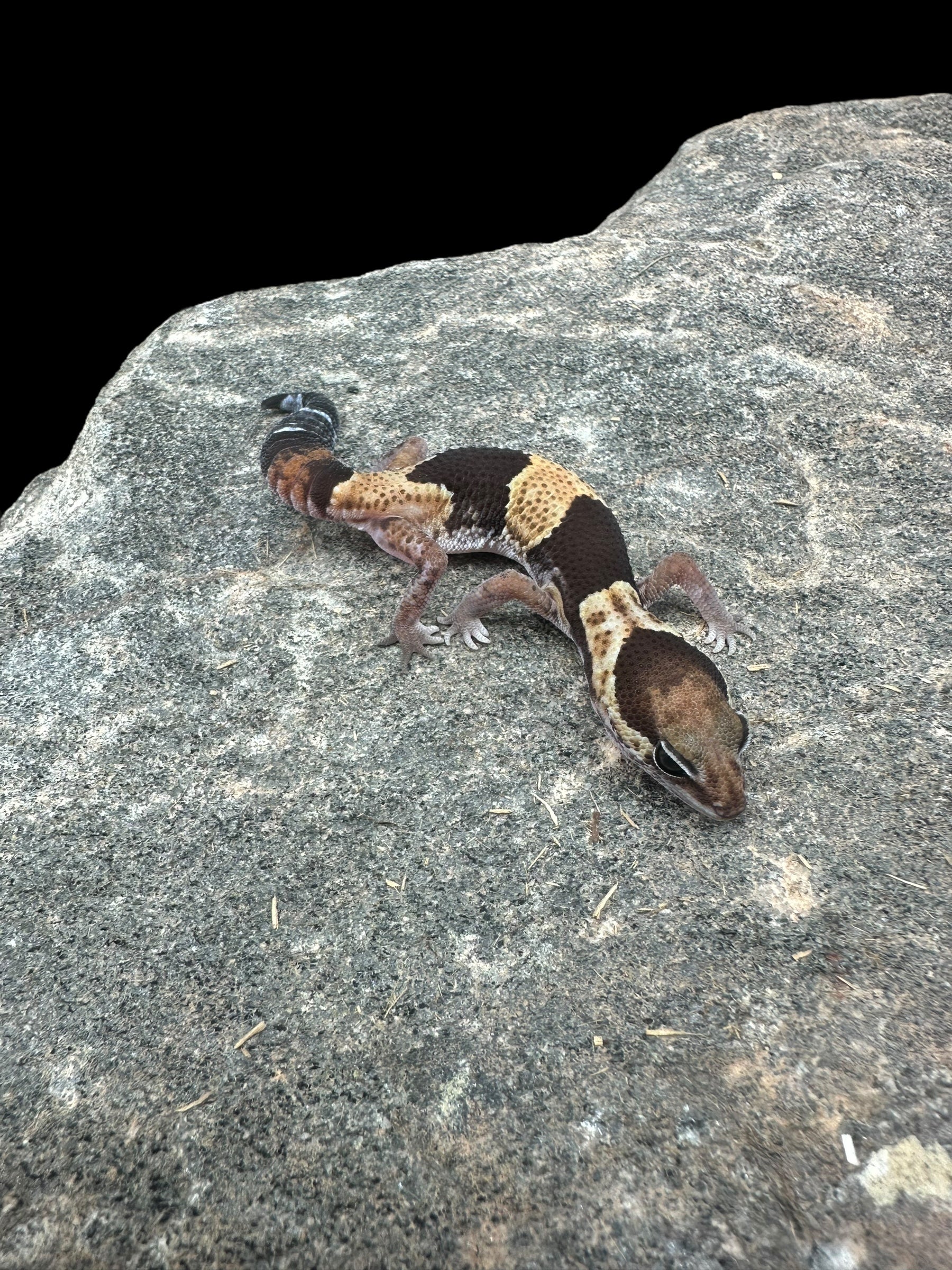 African Fat Tail Gecko (Het Caramel Oreo Zulu Poss Het Patternless)