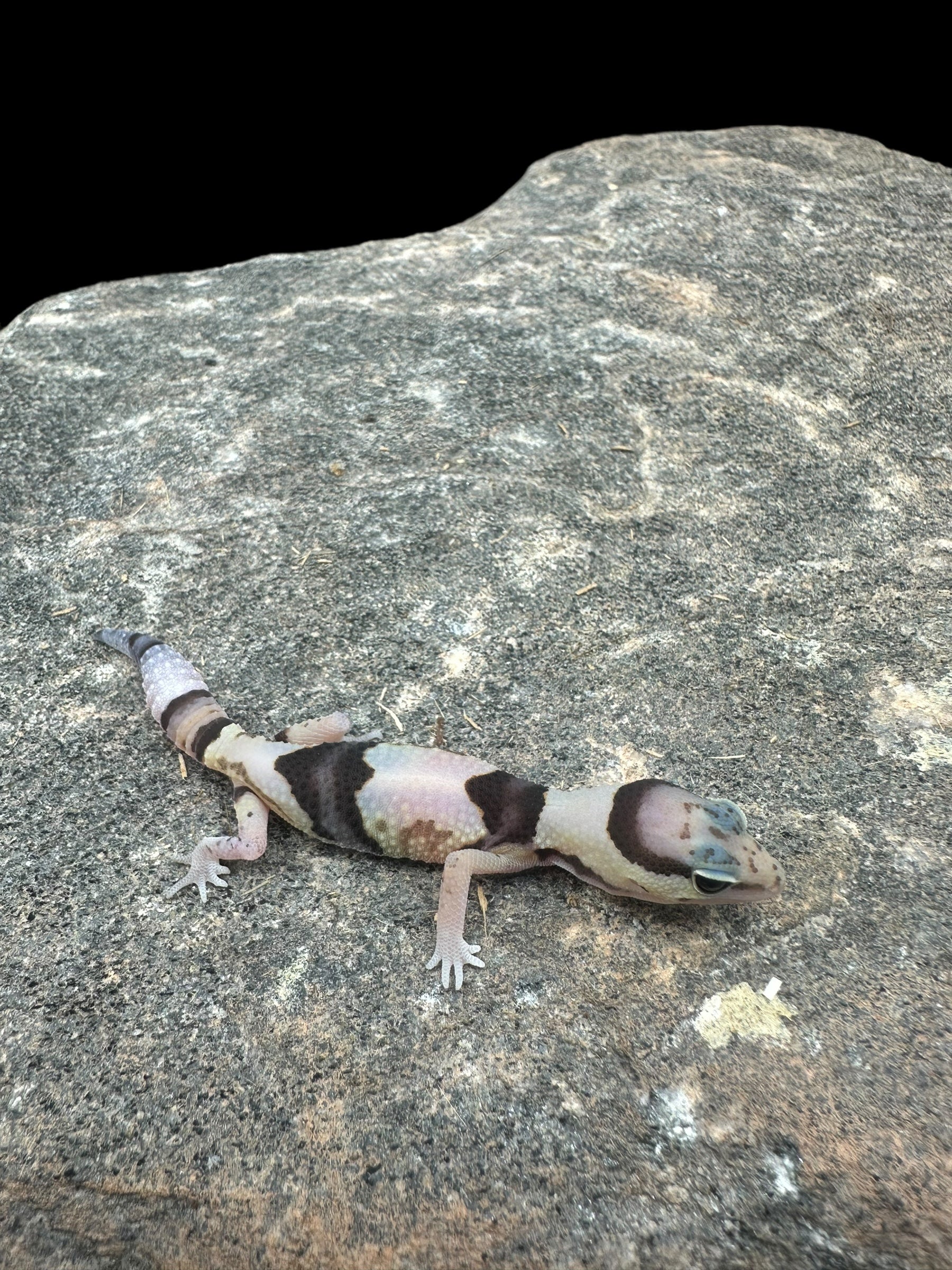 African Fat Tail Gecko (Whiteout Poss Het Caramel Patternless Zulu)