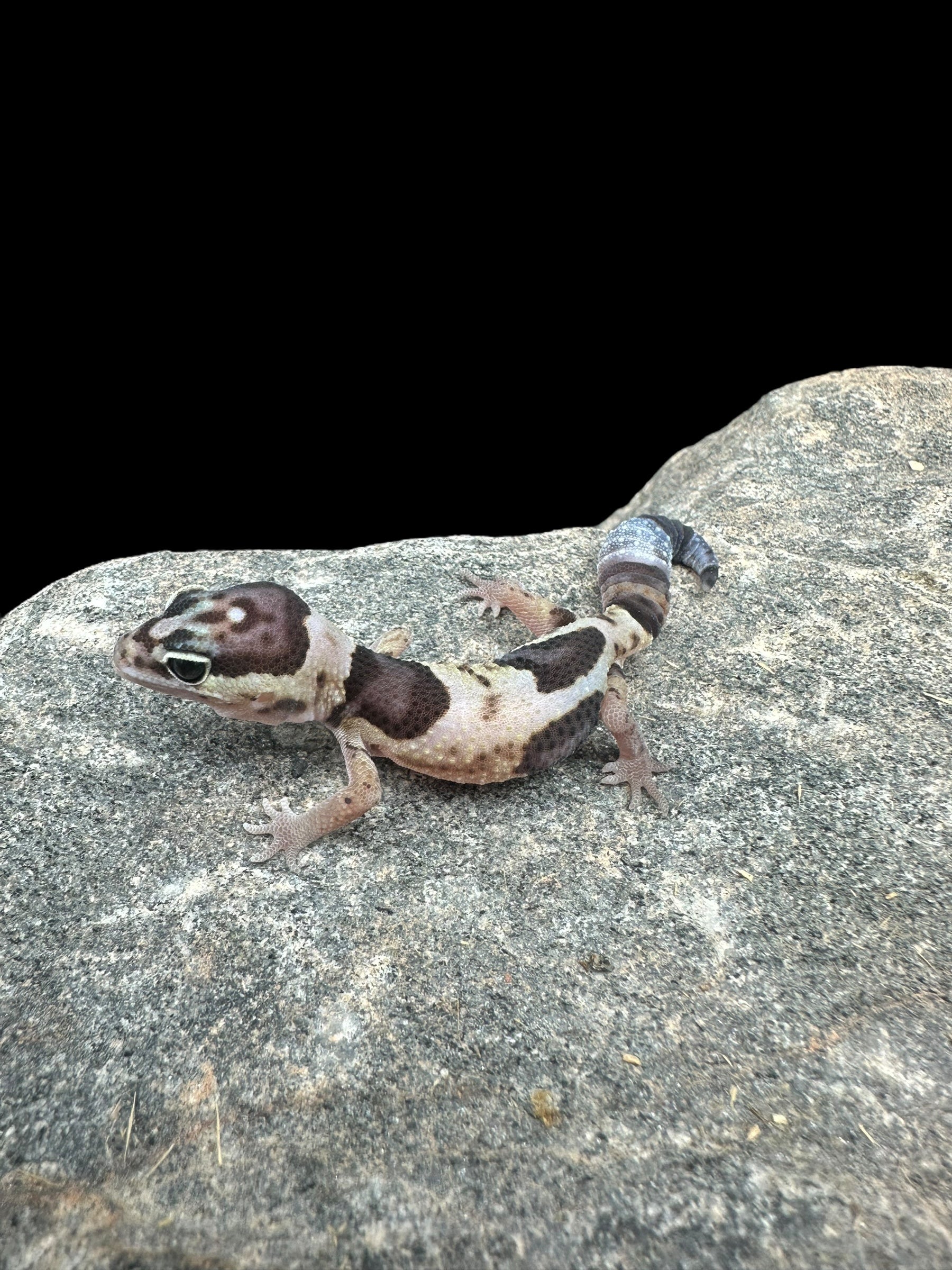 African Fat Tail Gecko (Whiteout Poss Het Amel Ghost)