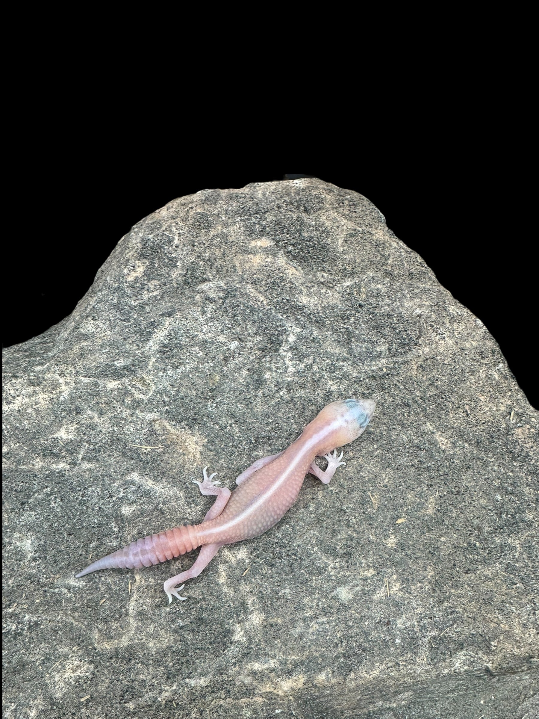 African Fat Tail Gecko (Striped Patternless Zulu Ghost Poss Oreo)