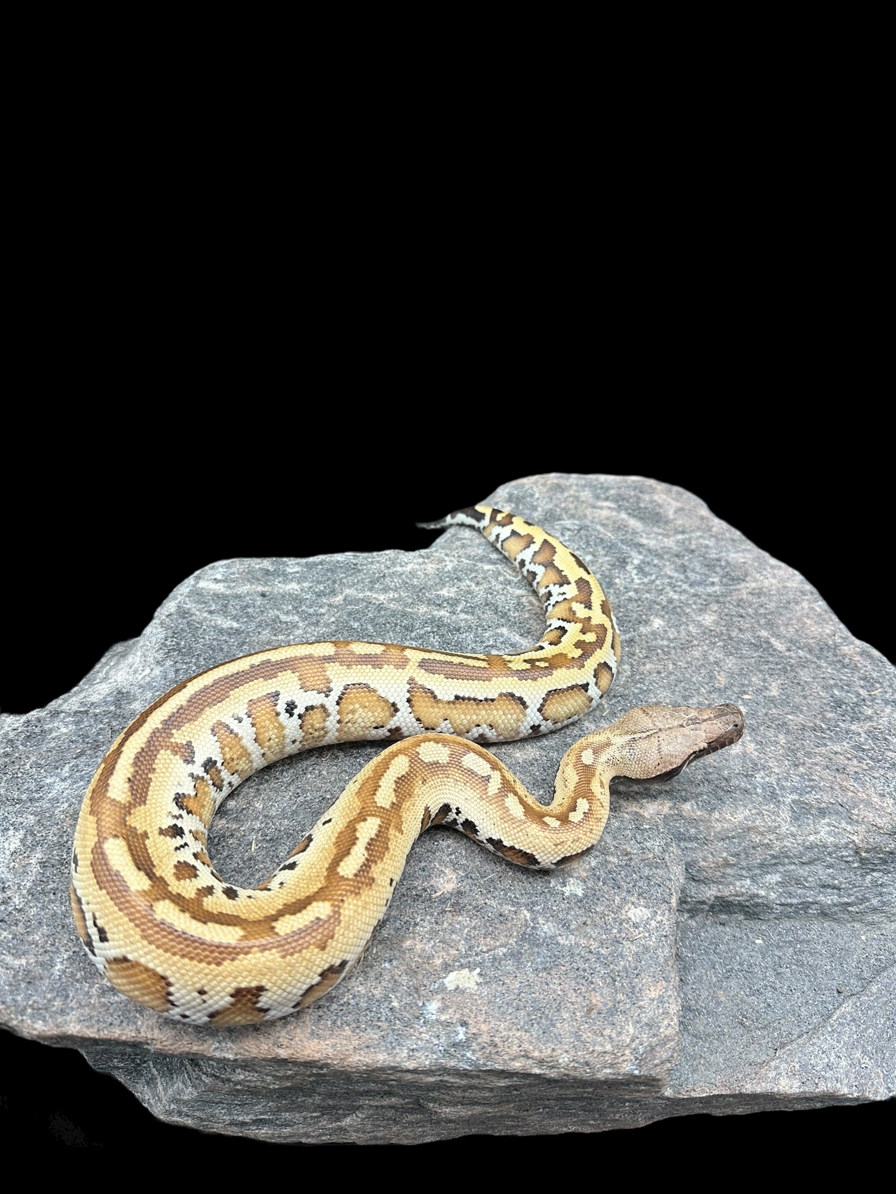 Blood Python (Matrix Het T- Albino)