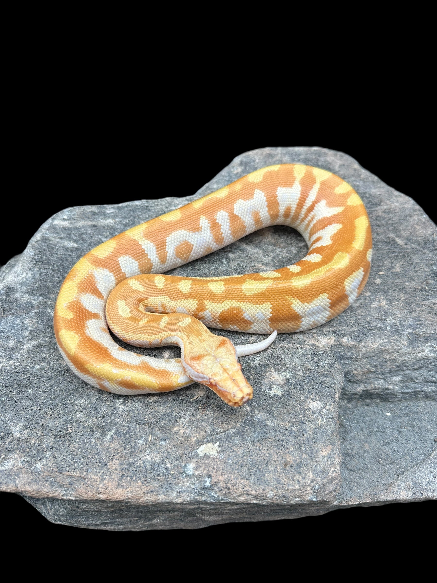 Blood Python (T- Albino)