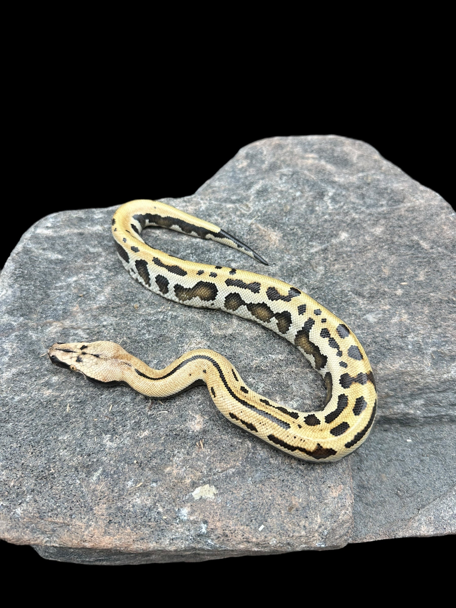 Blood Python (Golden Eye Poss Het T+/T- Albino)