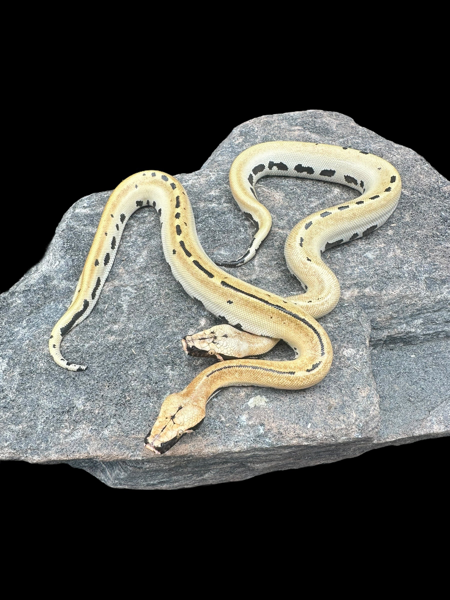 Blood Python (007 Poss Het T+/T- Albino)