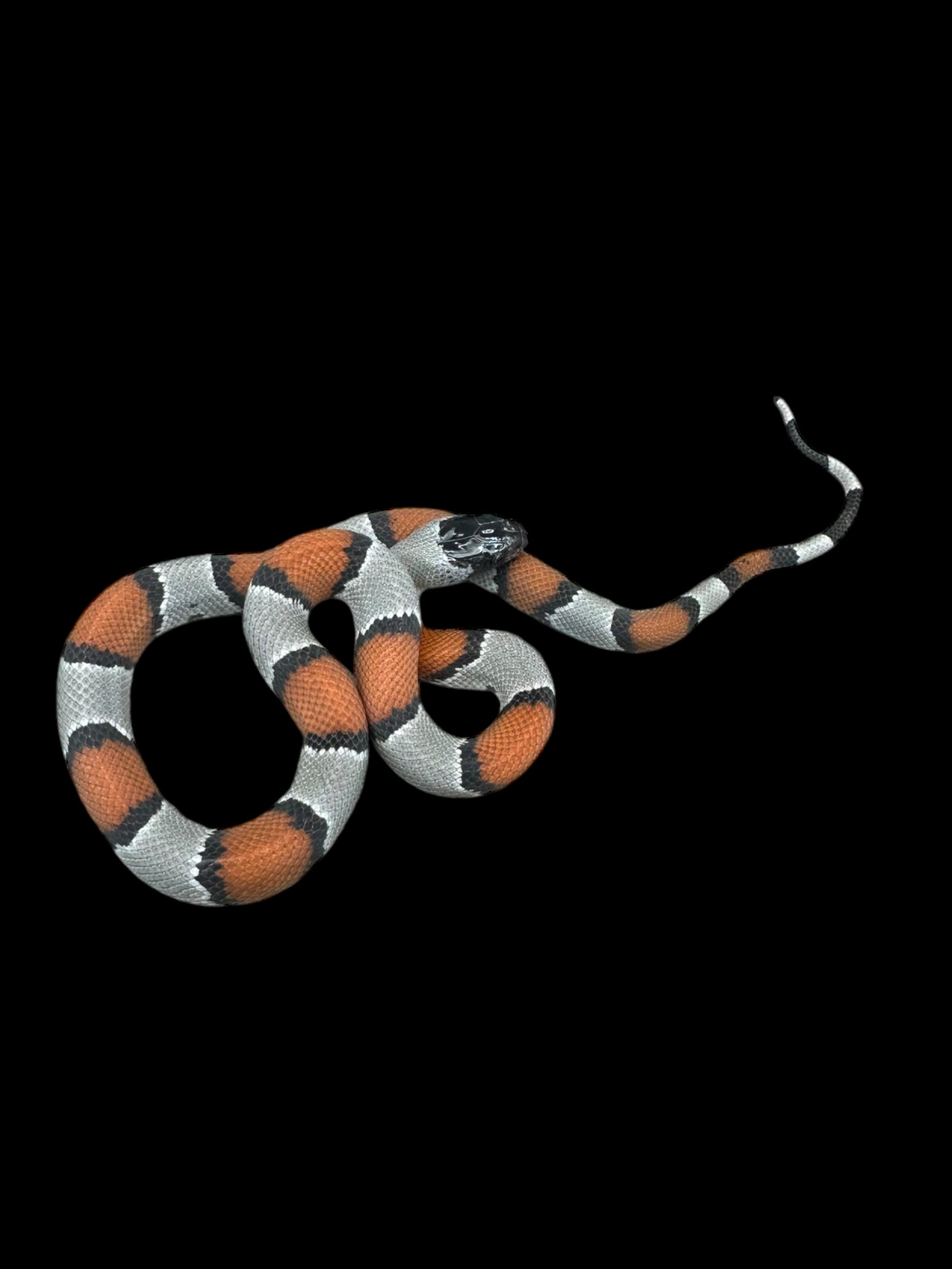 Grey Banded Kingsnake