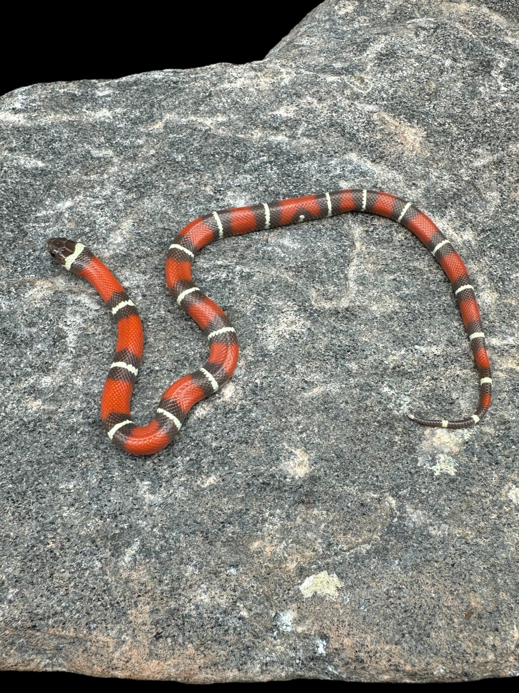 Nelson's Milksnake (T+ Albino)