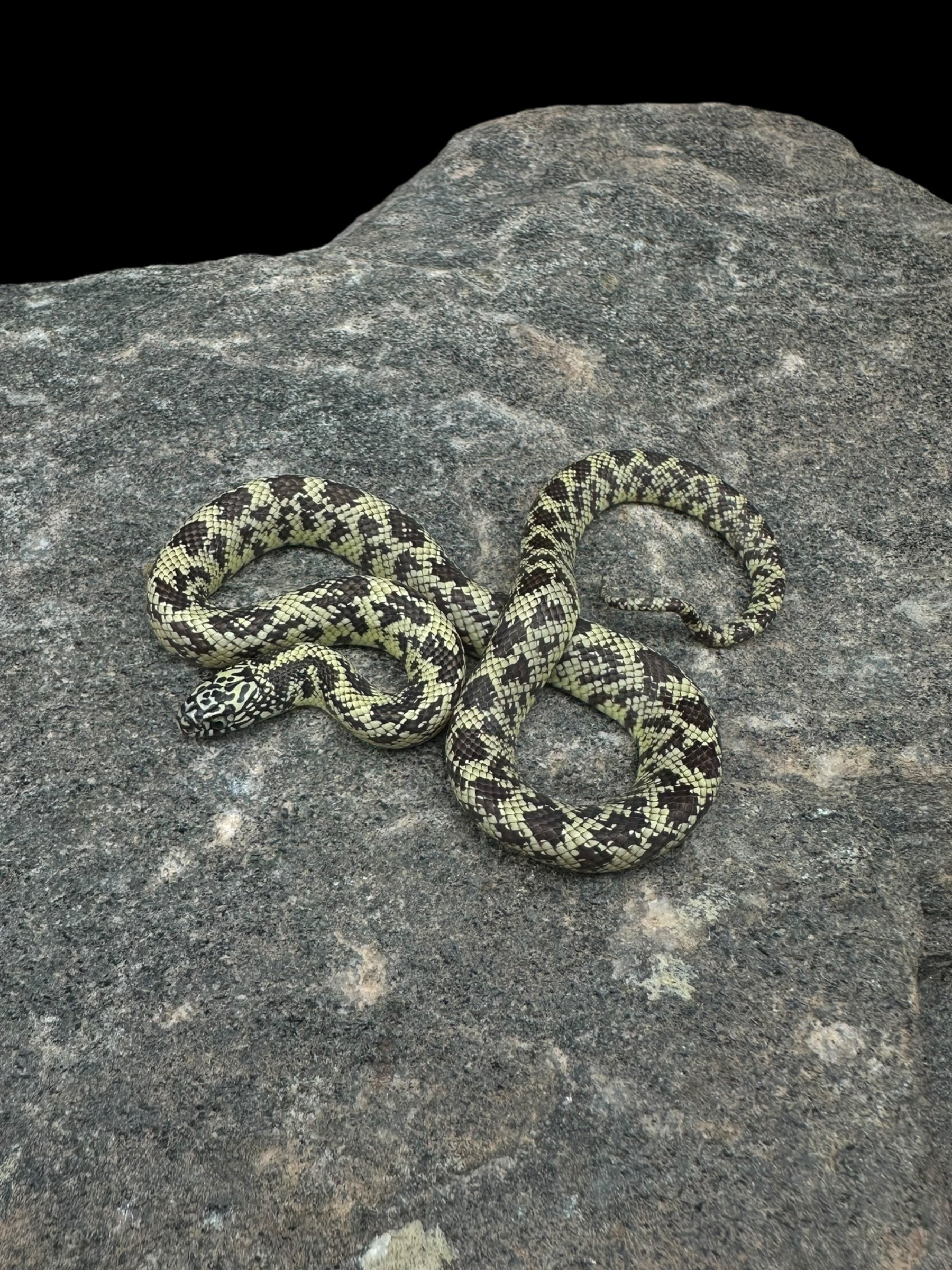 Florida Kingsnake (Mosaic)