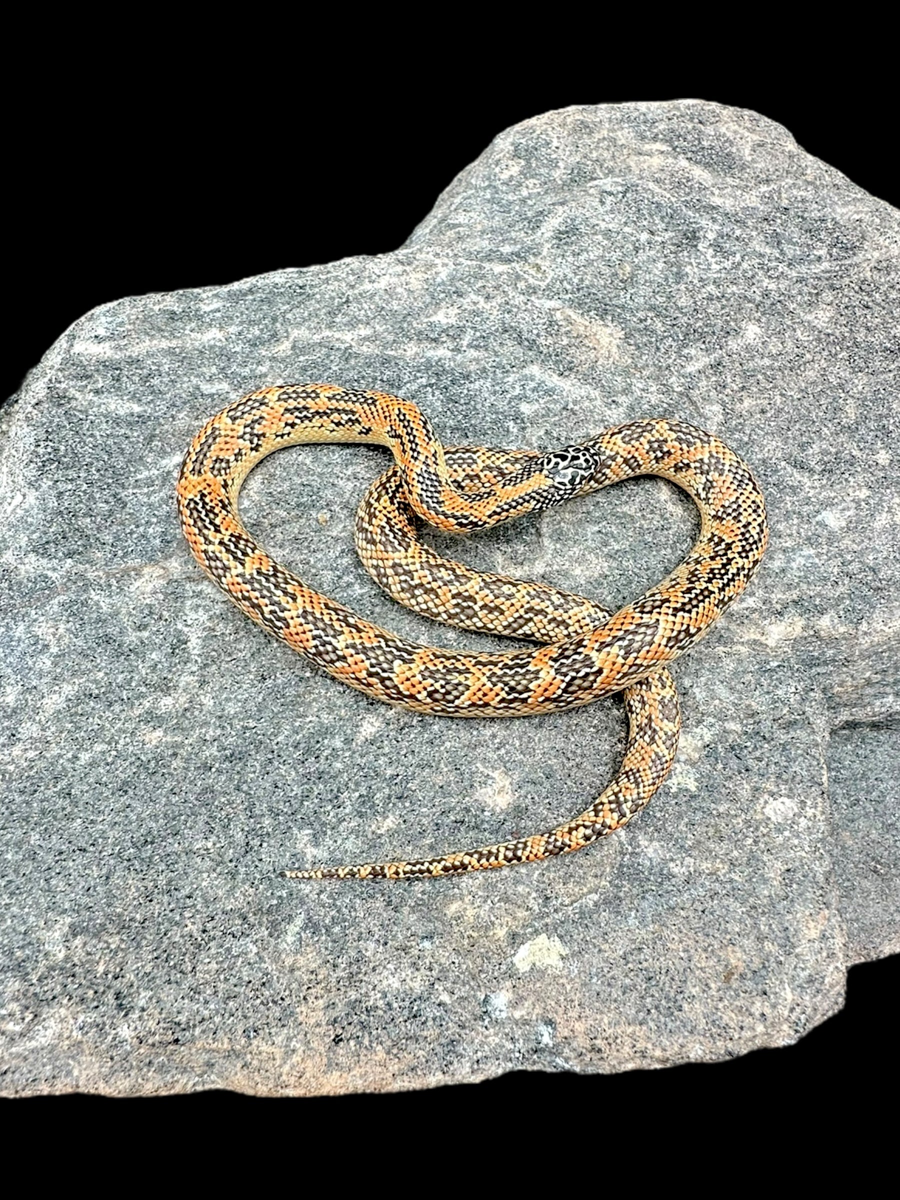 Florida Kingsnake (Hypo Mosaic)