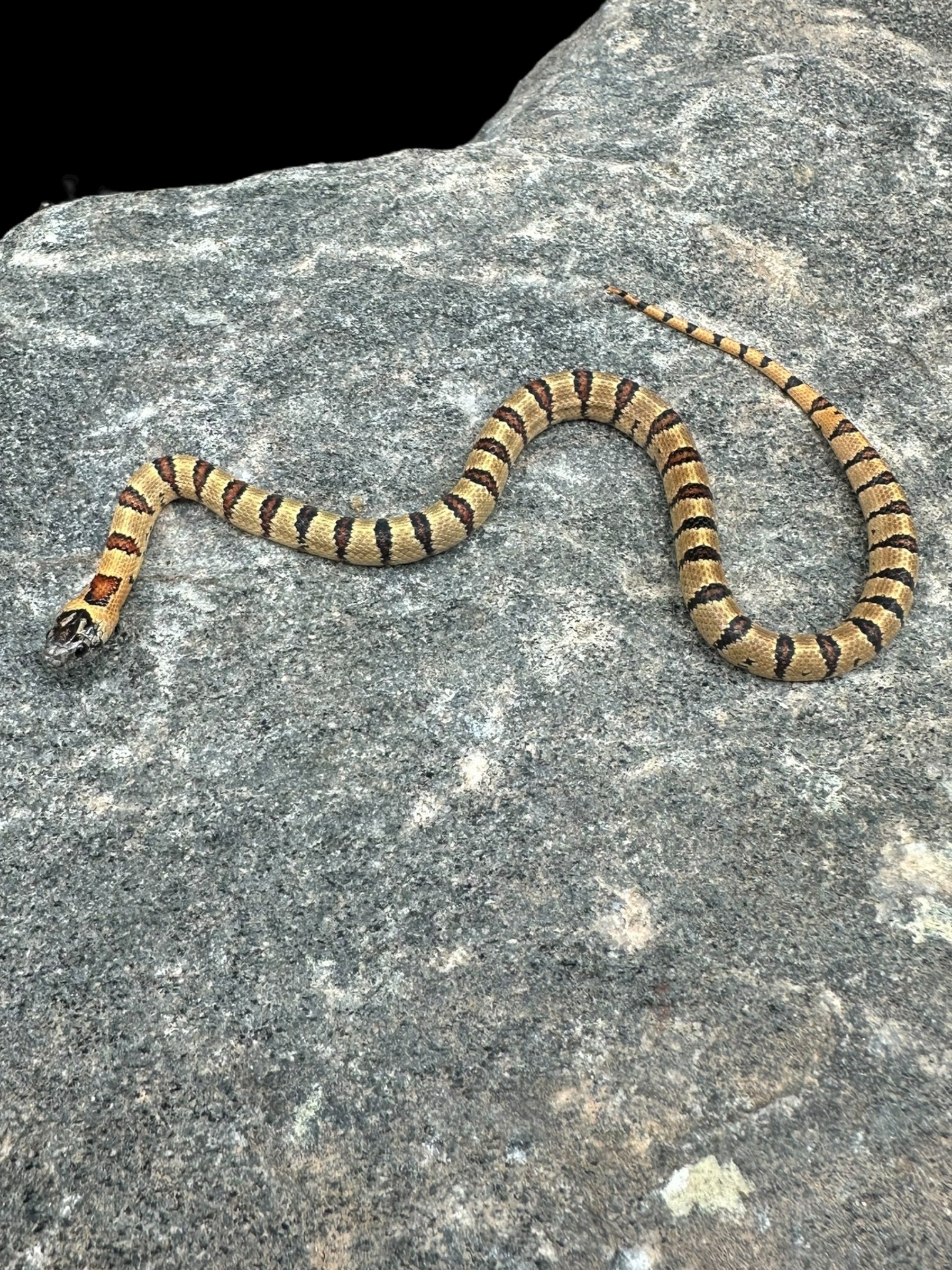 Variable Kingsnake (Tan)