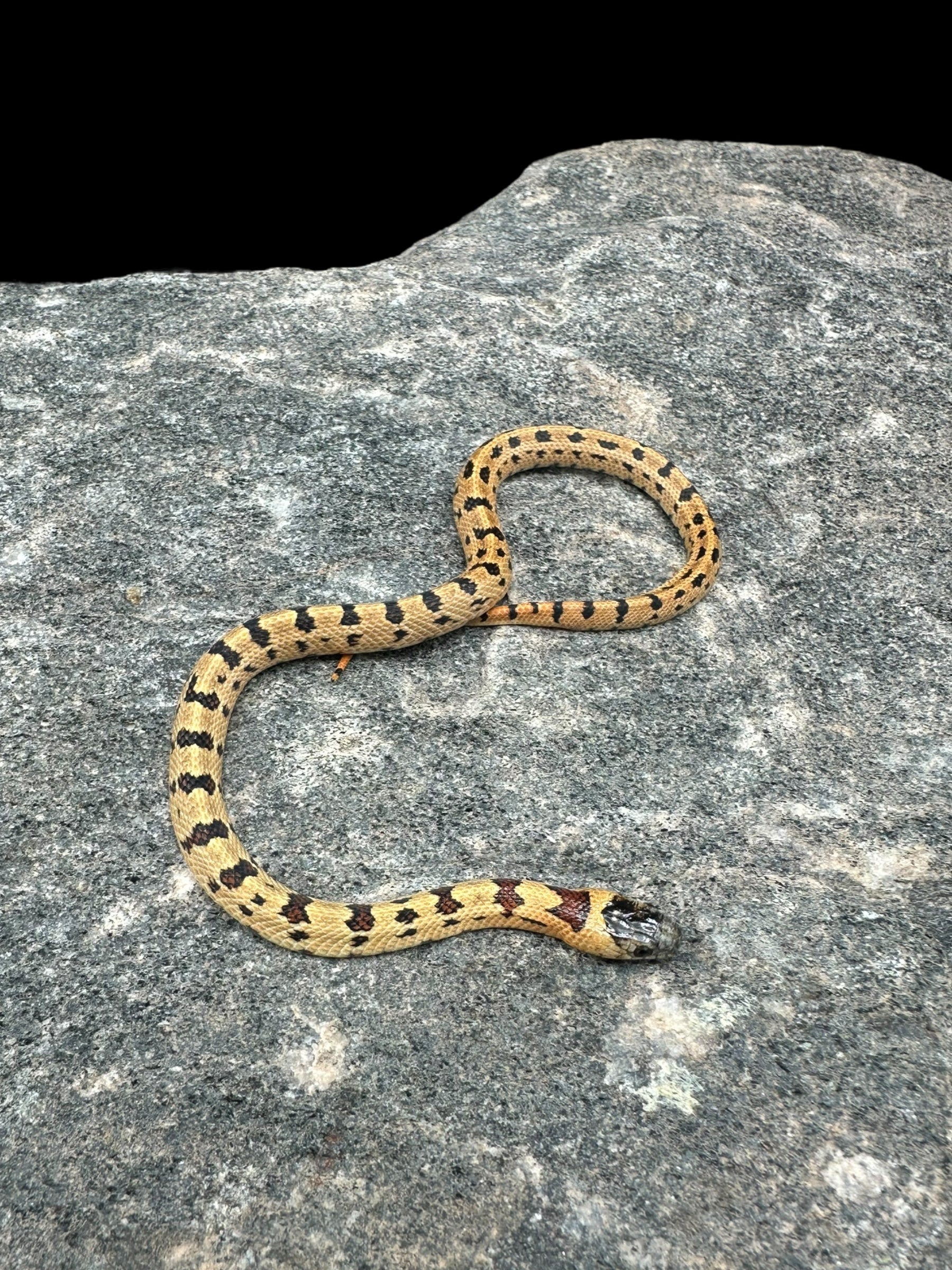 Variable Kingsnake (Jaguar Phase)