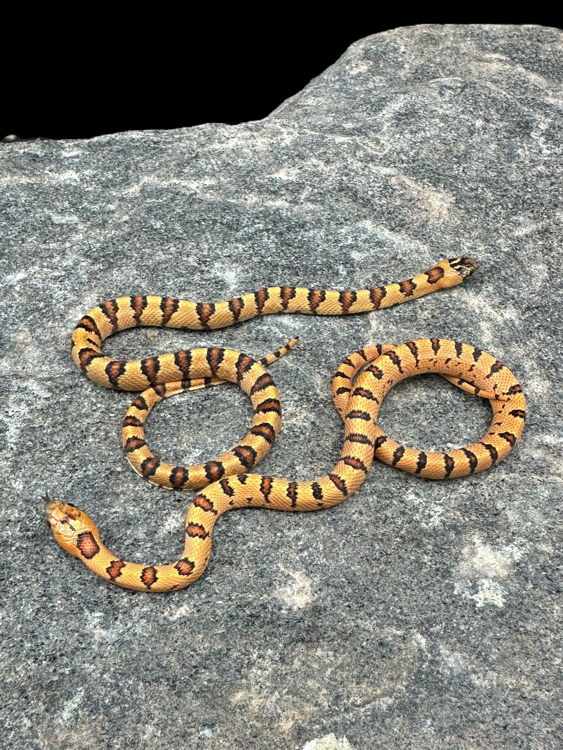 Variable Kingsnake (Orange Phase)