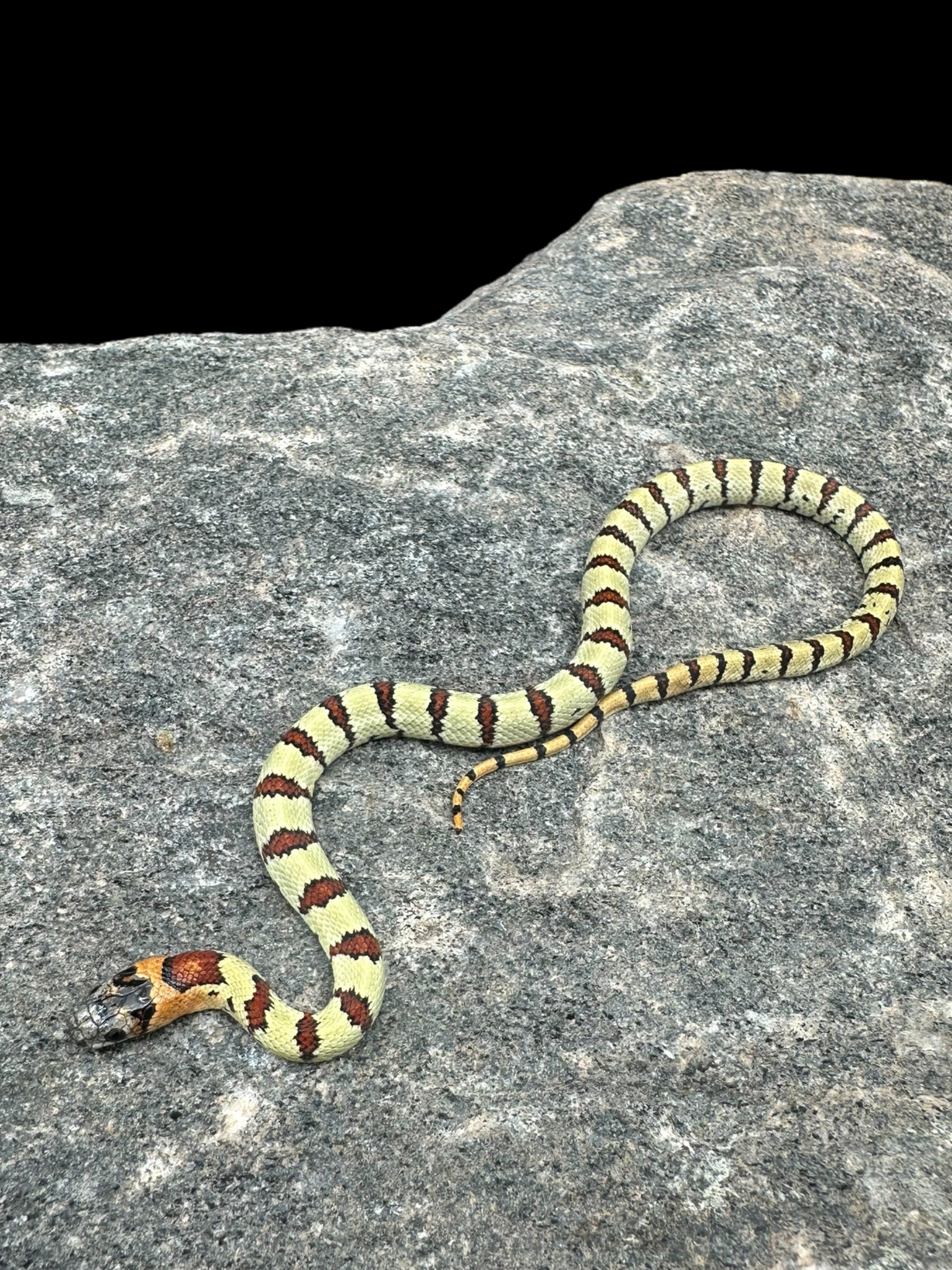 Variable Kingsnake (Green Phase)