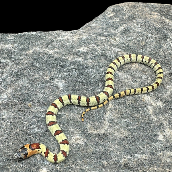 IMG-3644_600x600_crop_center.