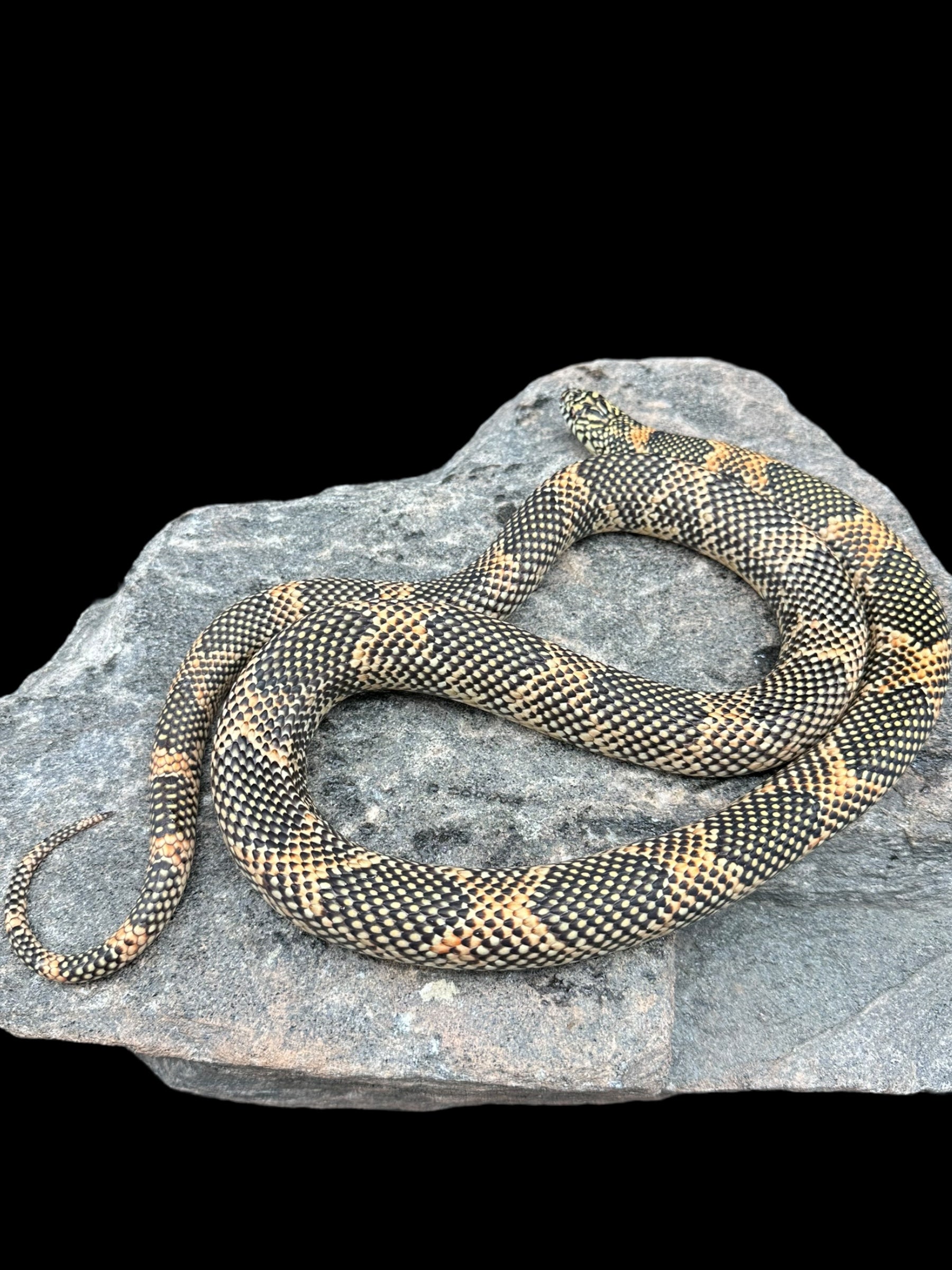 Goini King Snake (Blotched)