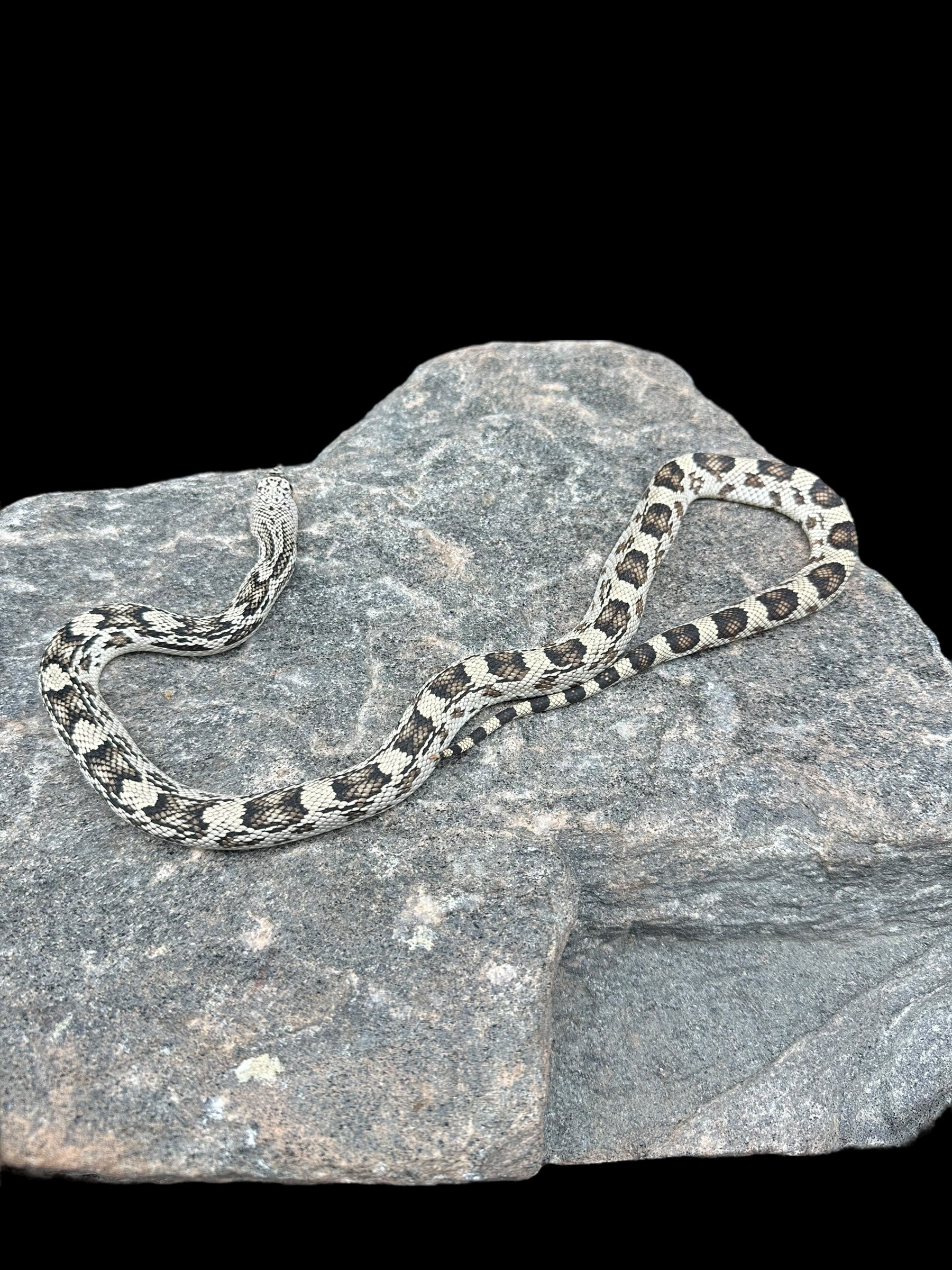 Northern Pine Snake (Burlington Country)