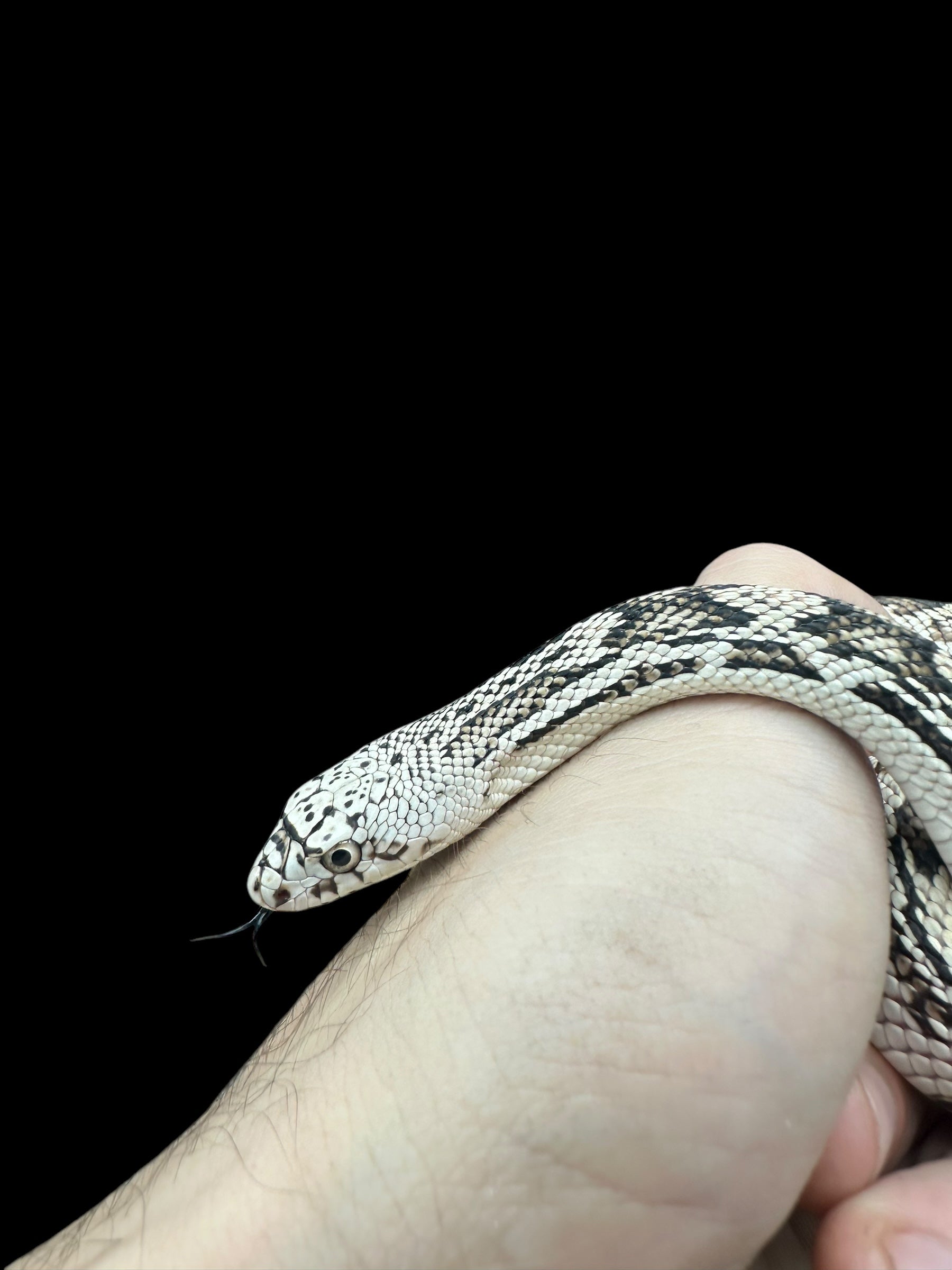 Northern Pine Snake (Burlington Country)