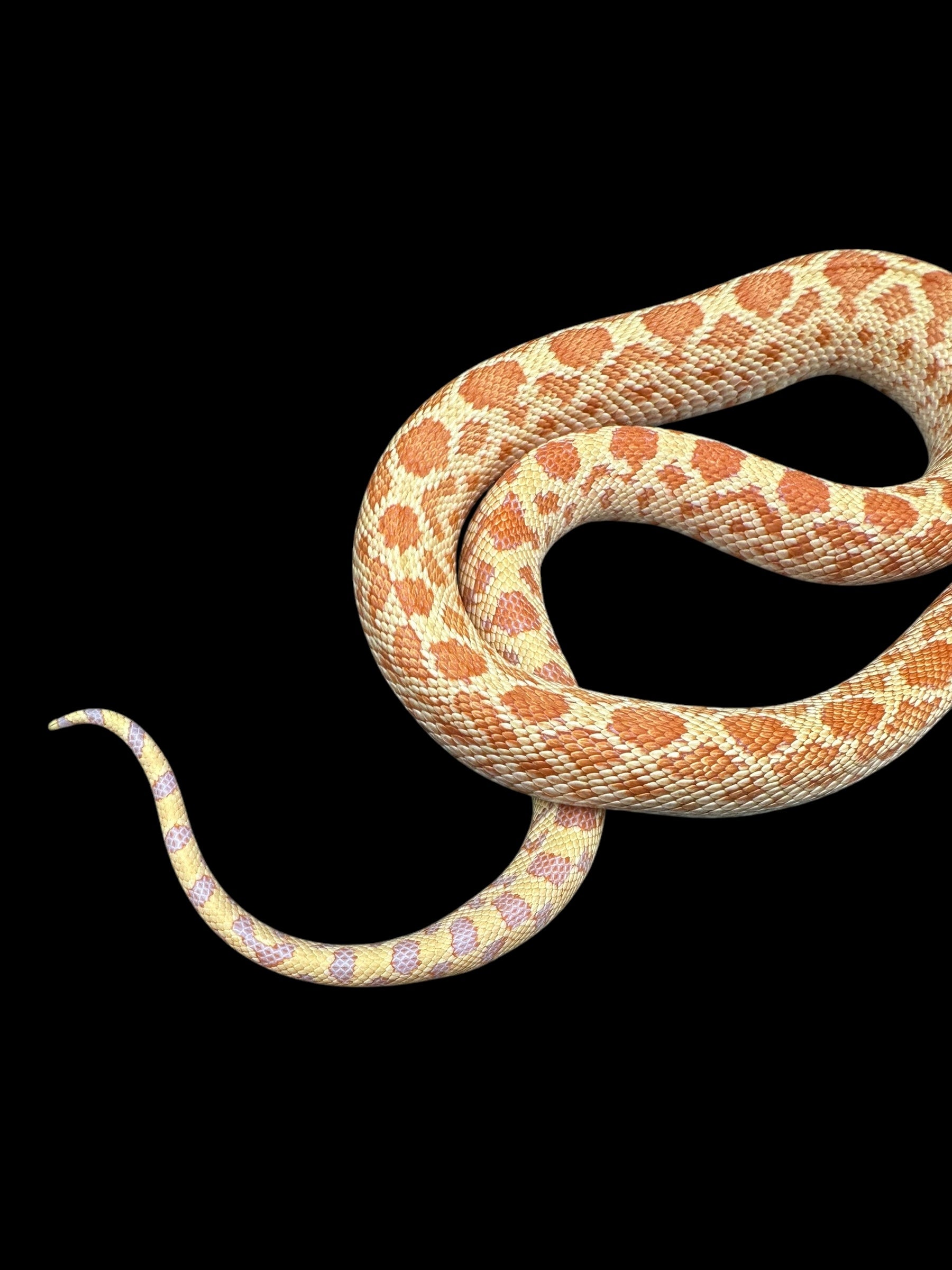 Sonoran Gopher Snake (Rusty Albino)