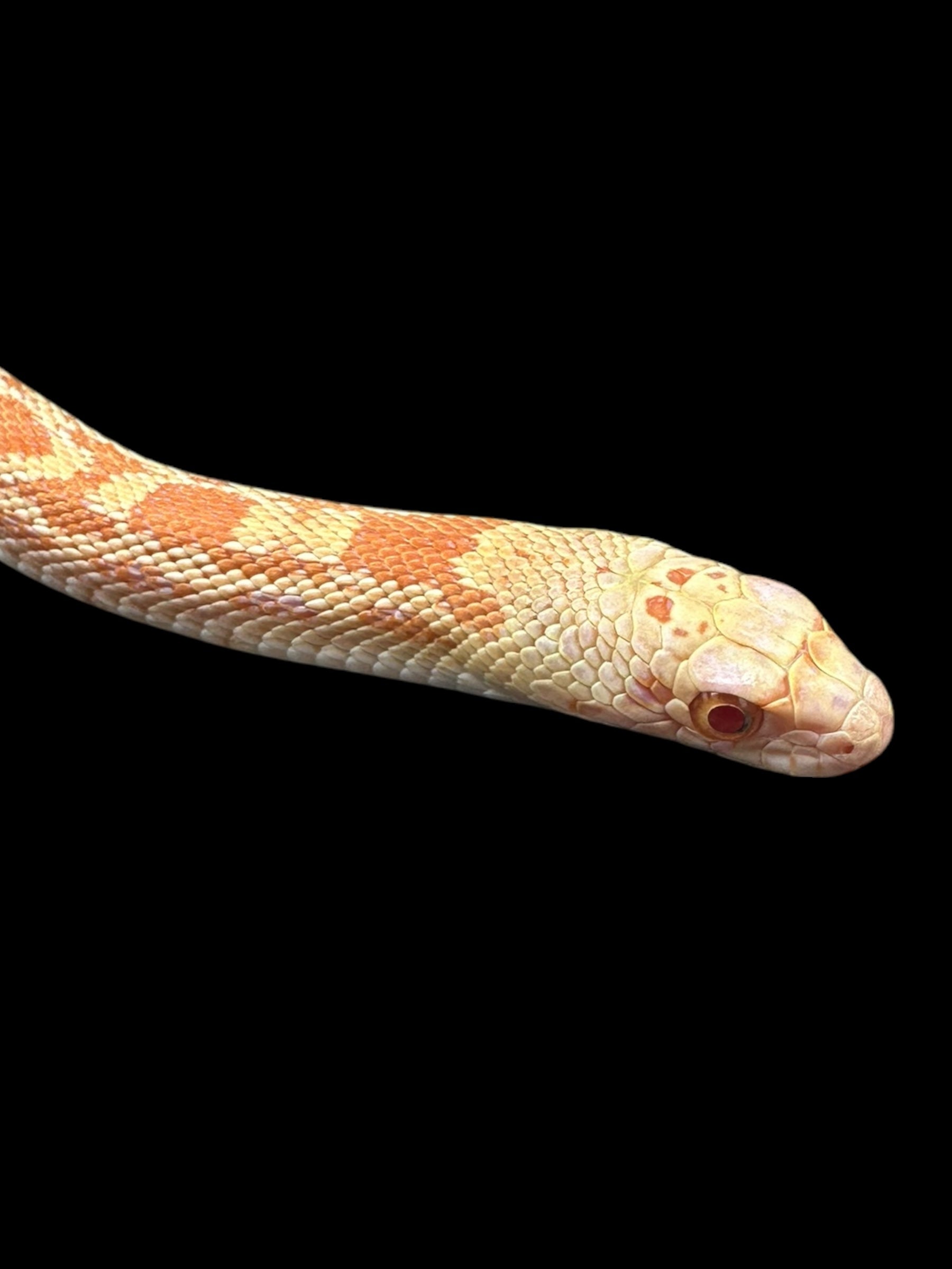 Sonoran Gopher Snake (Rusty Albino)