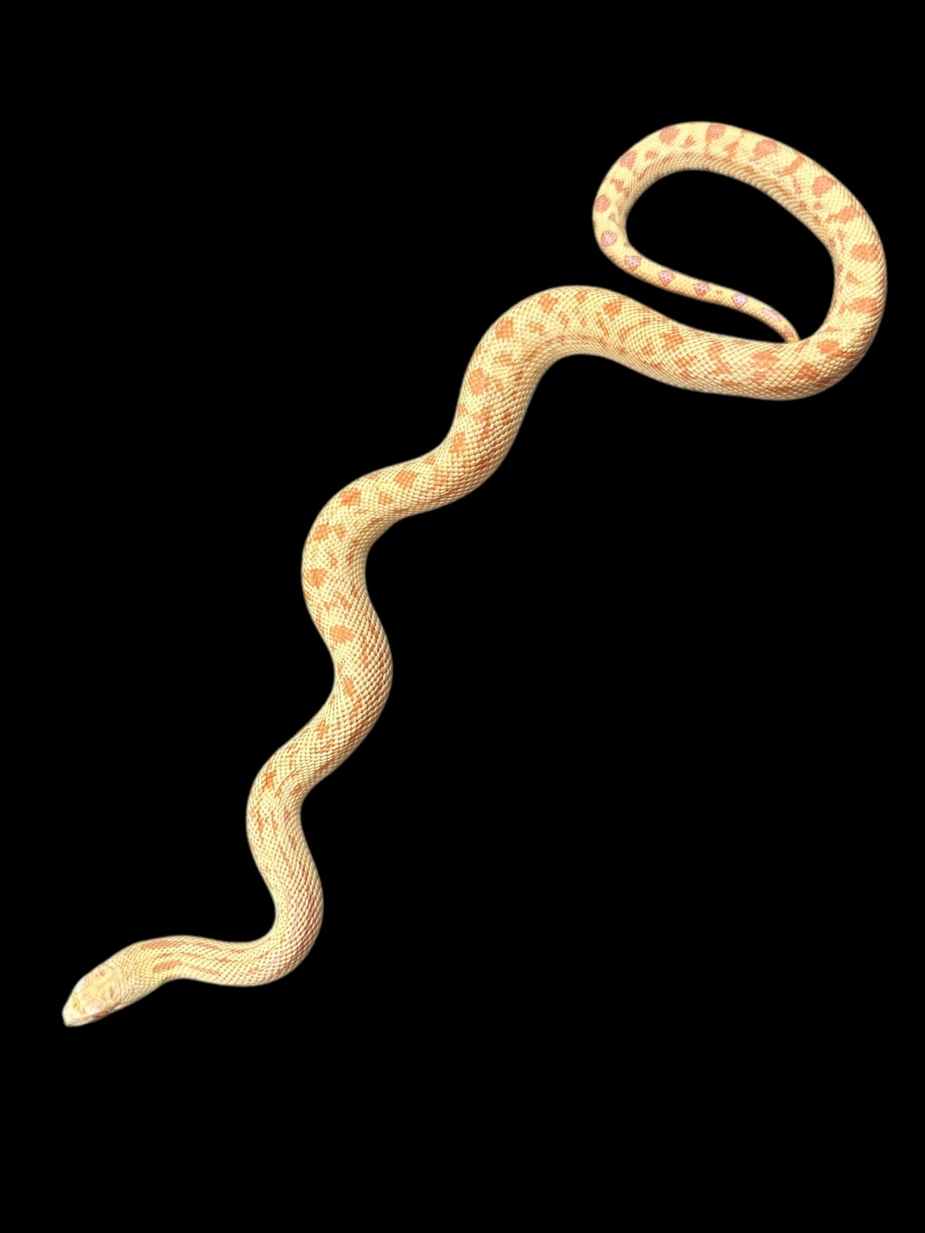 Sonoran Gopher Snake (Albino Meeker)