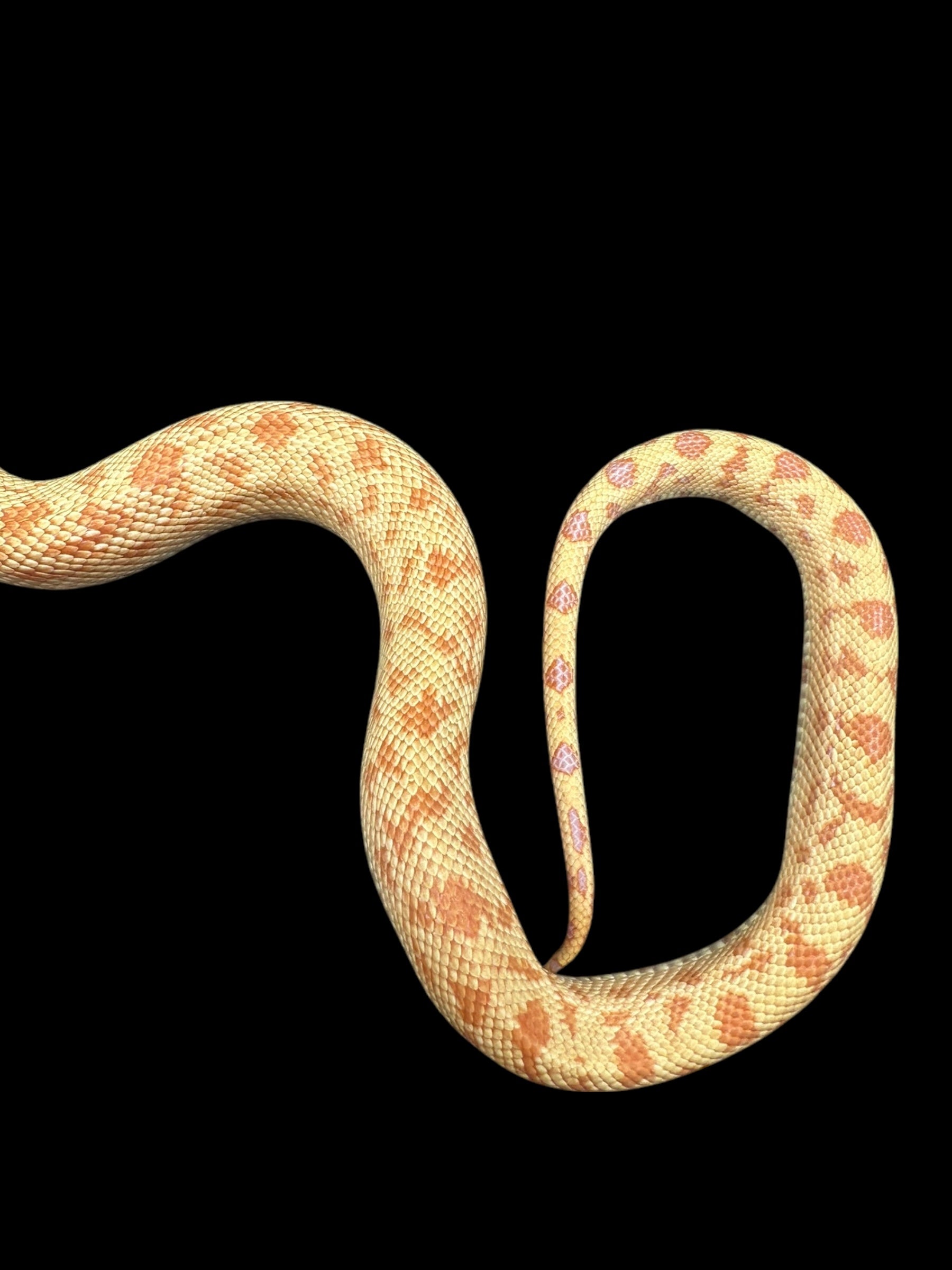 Sonoran Gopher Snake (Albino Meeker)