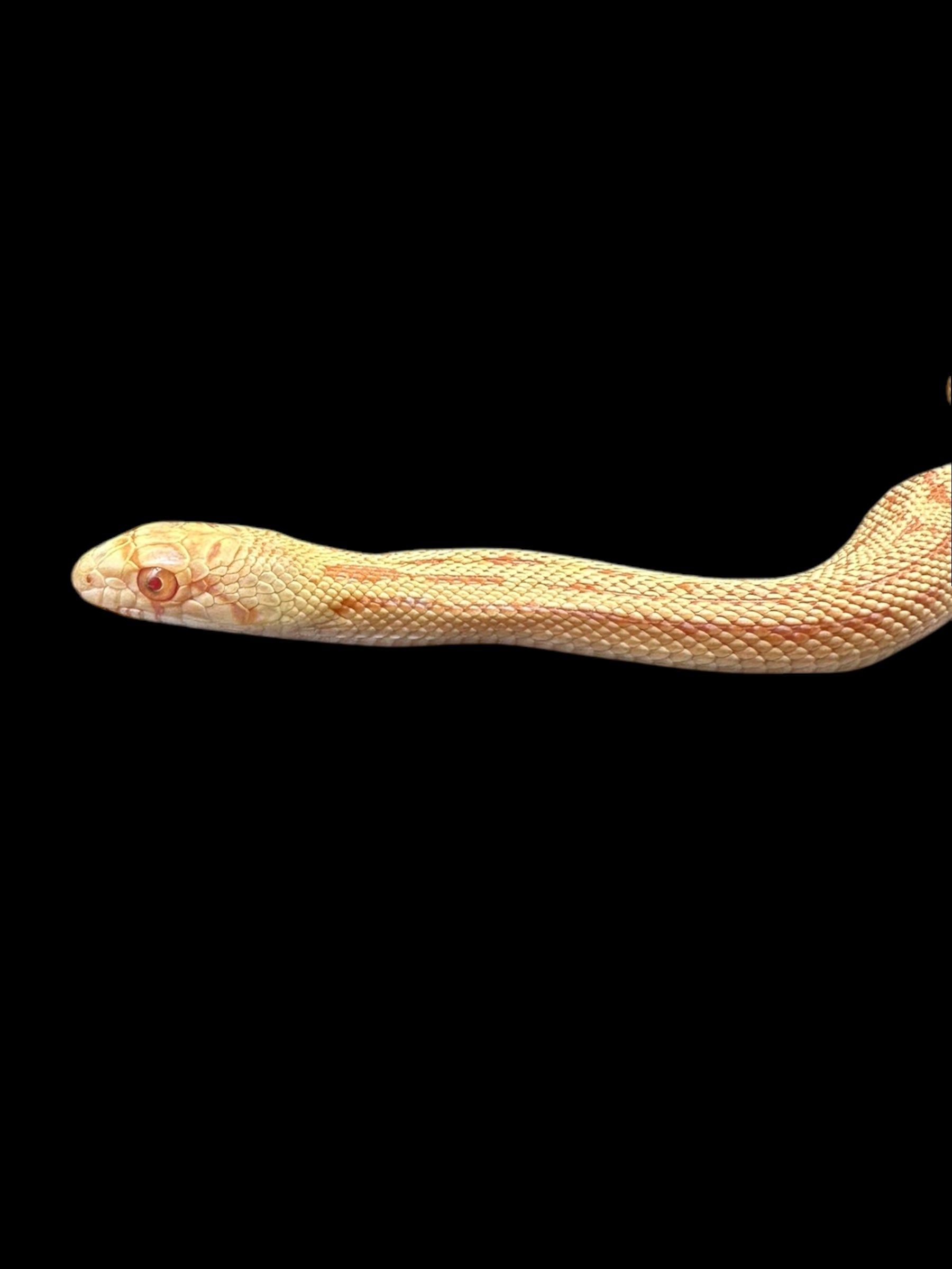 Sonoran Gopher Snake (Albino Meeker)