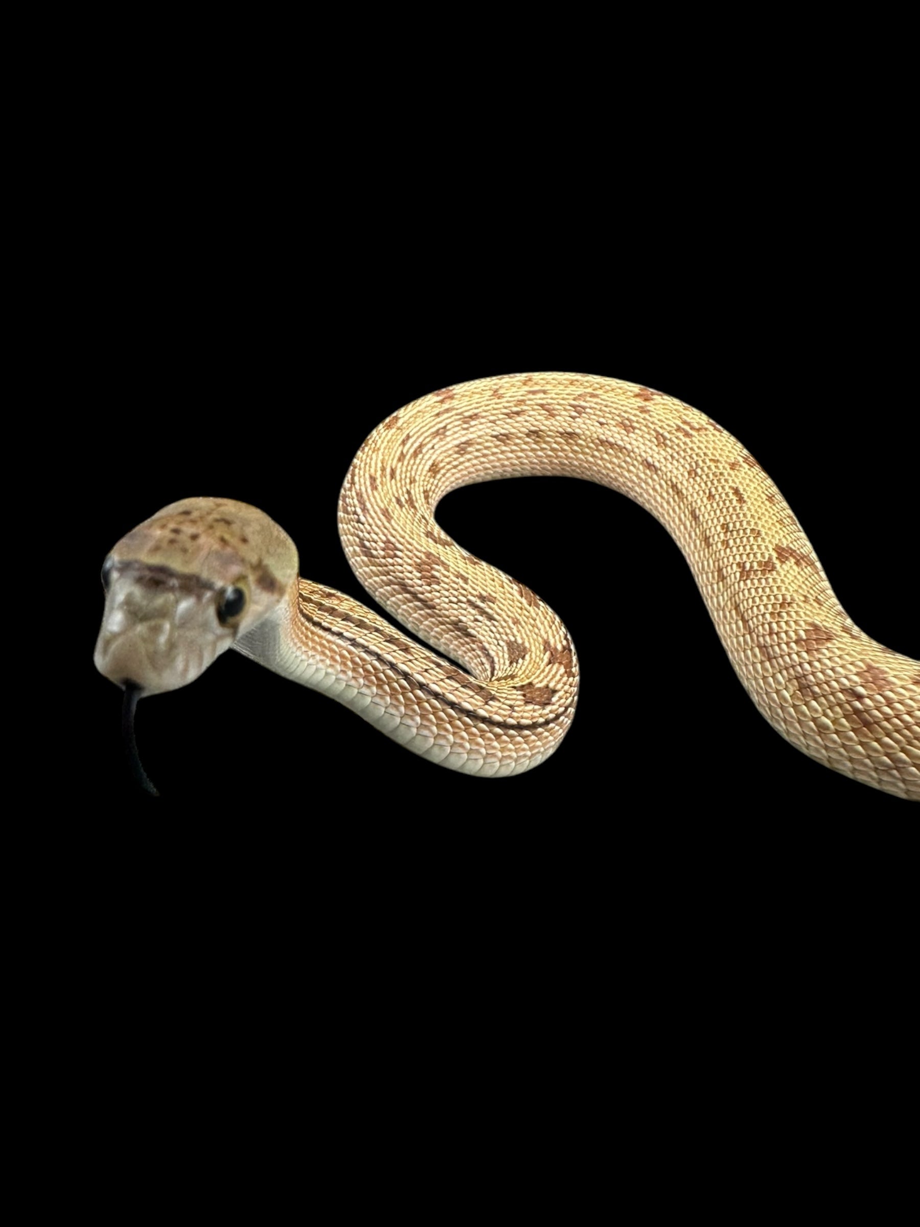 Sonoran Gopher Snake (Meeker)