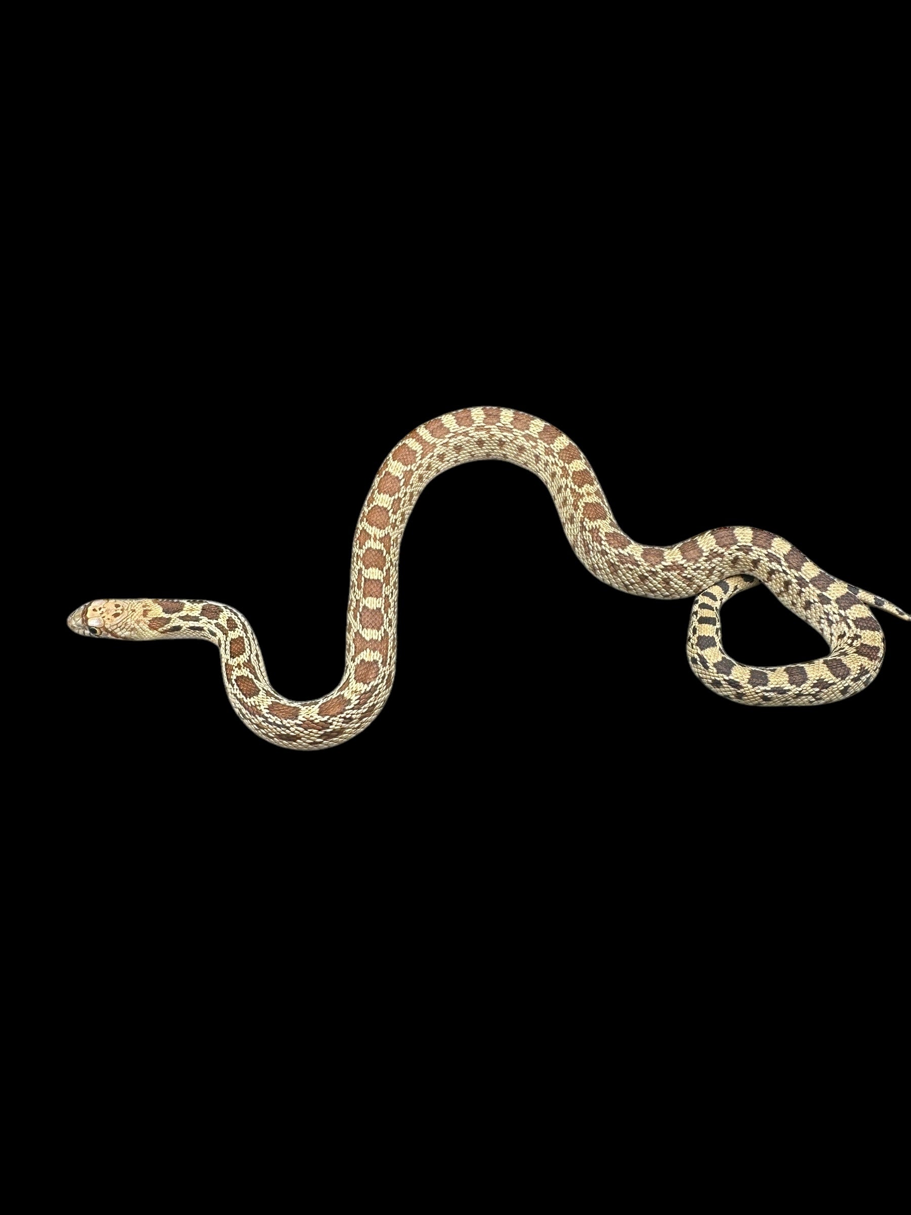 Sonoran Gopher Snake (Normal)