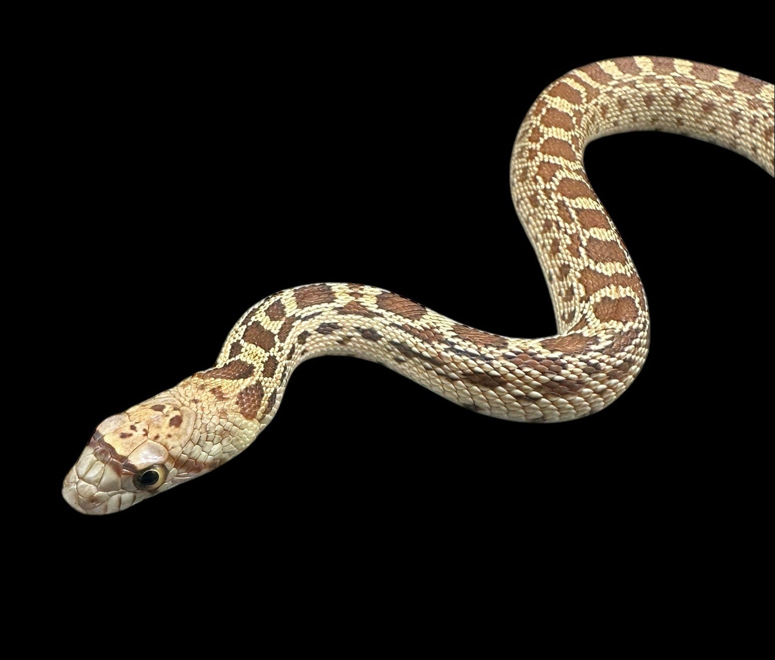 Sonoran Gopher Snake (Normal)