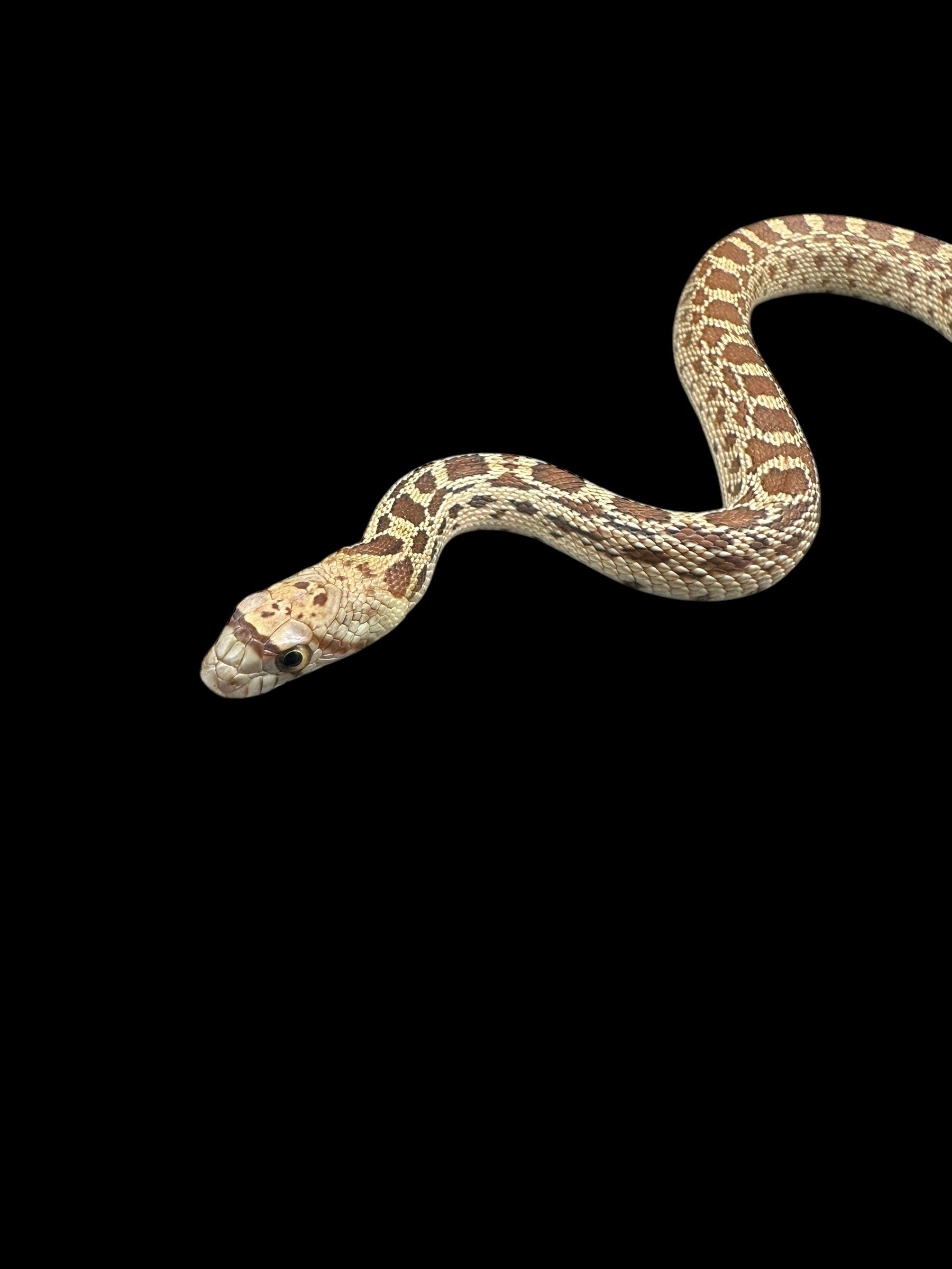 Sonoran Gopher Snake (Normal)