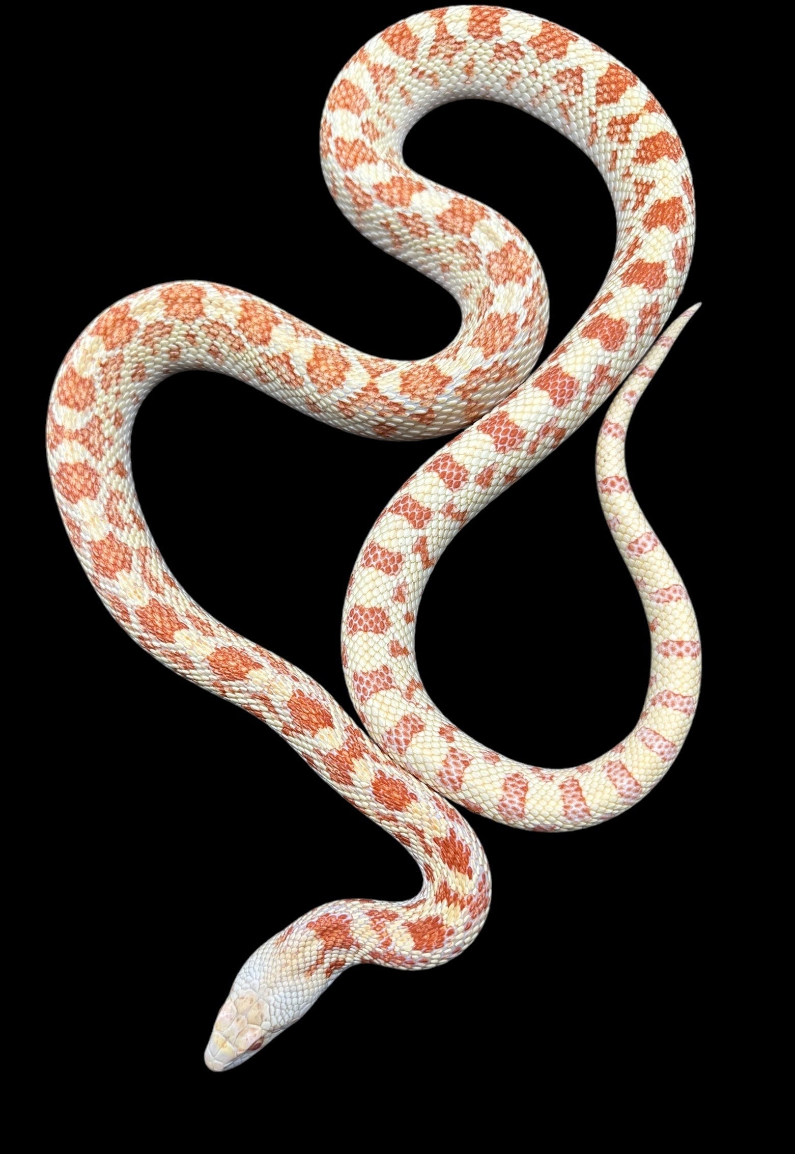 Sonoran Gopher Snake (Albino)