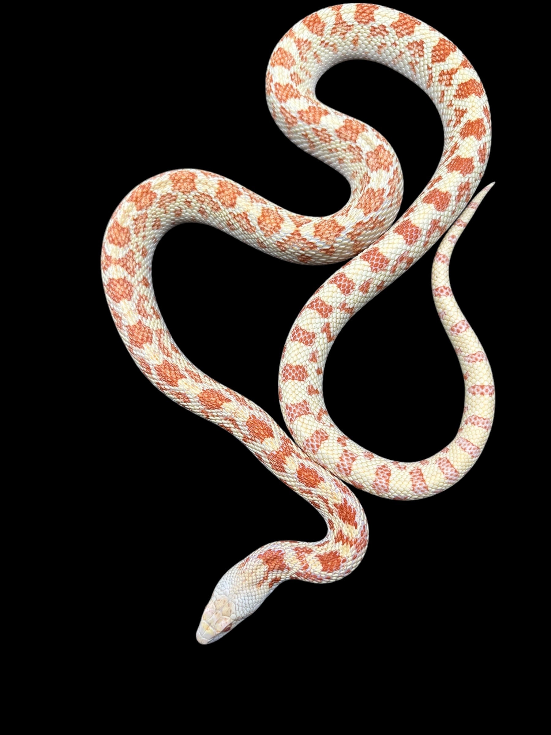 Sonoran Gopher Snake (Albino)