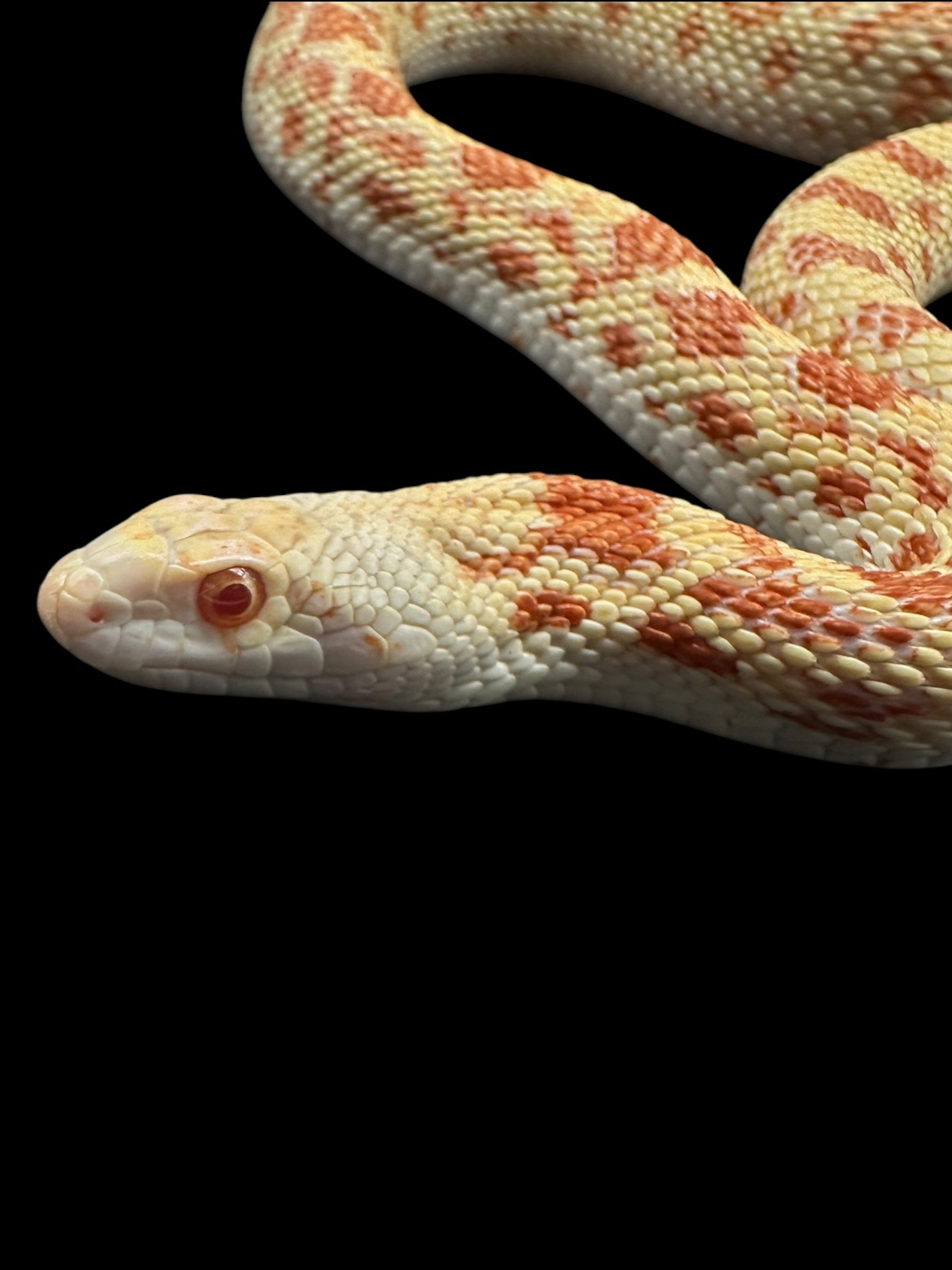 Sonoran Gopher Snake (Albino)