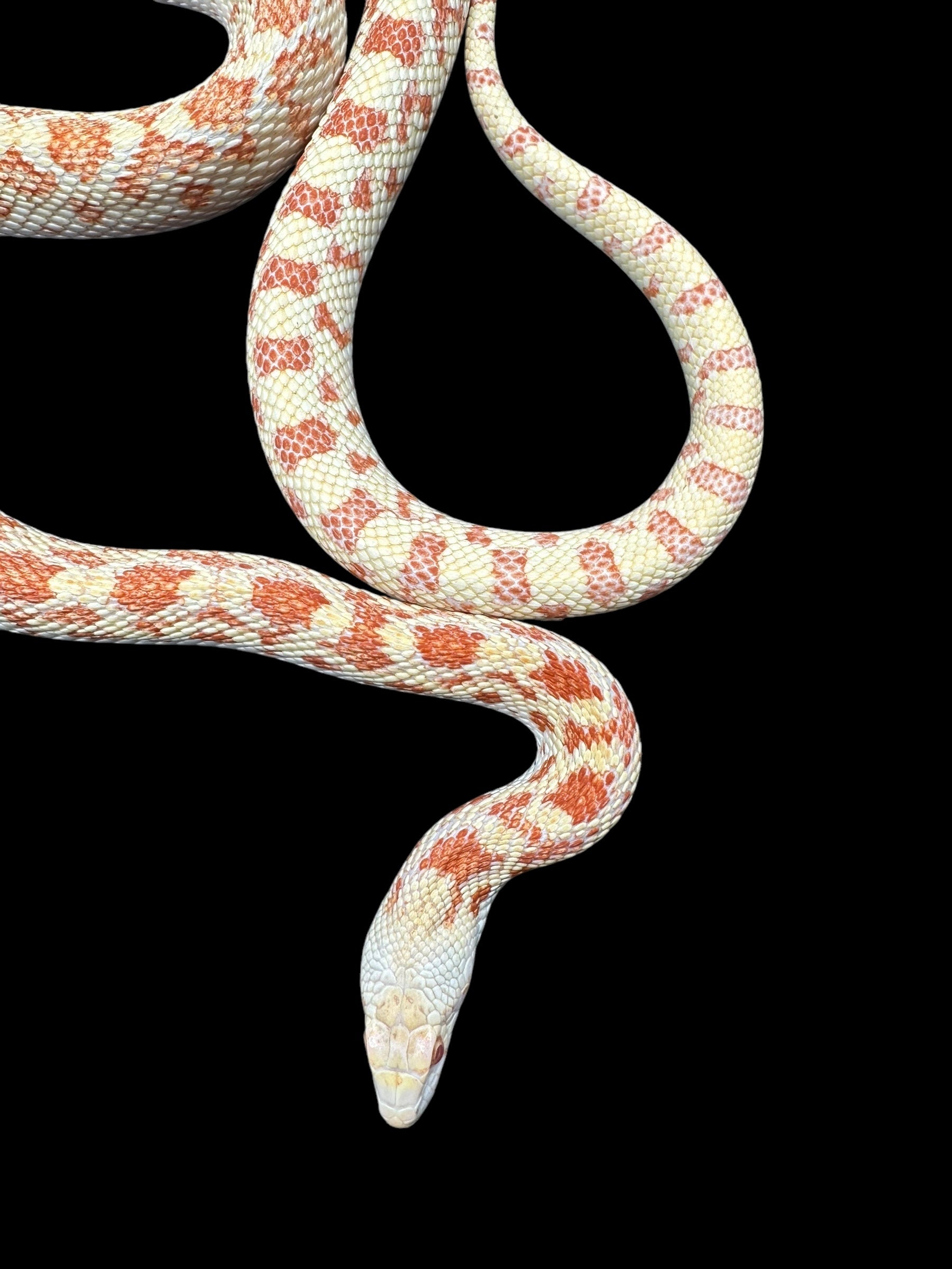 Sonoran Gopher Snake (Albino)