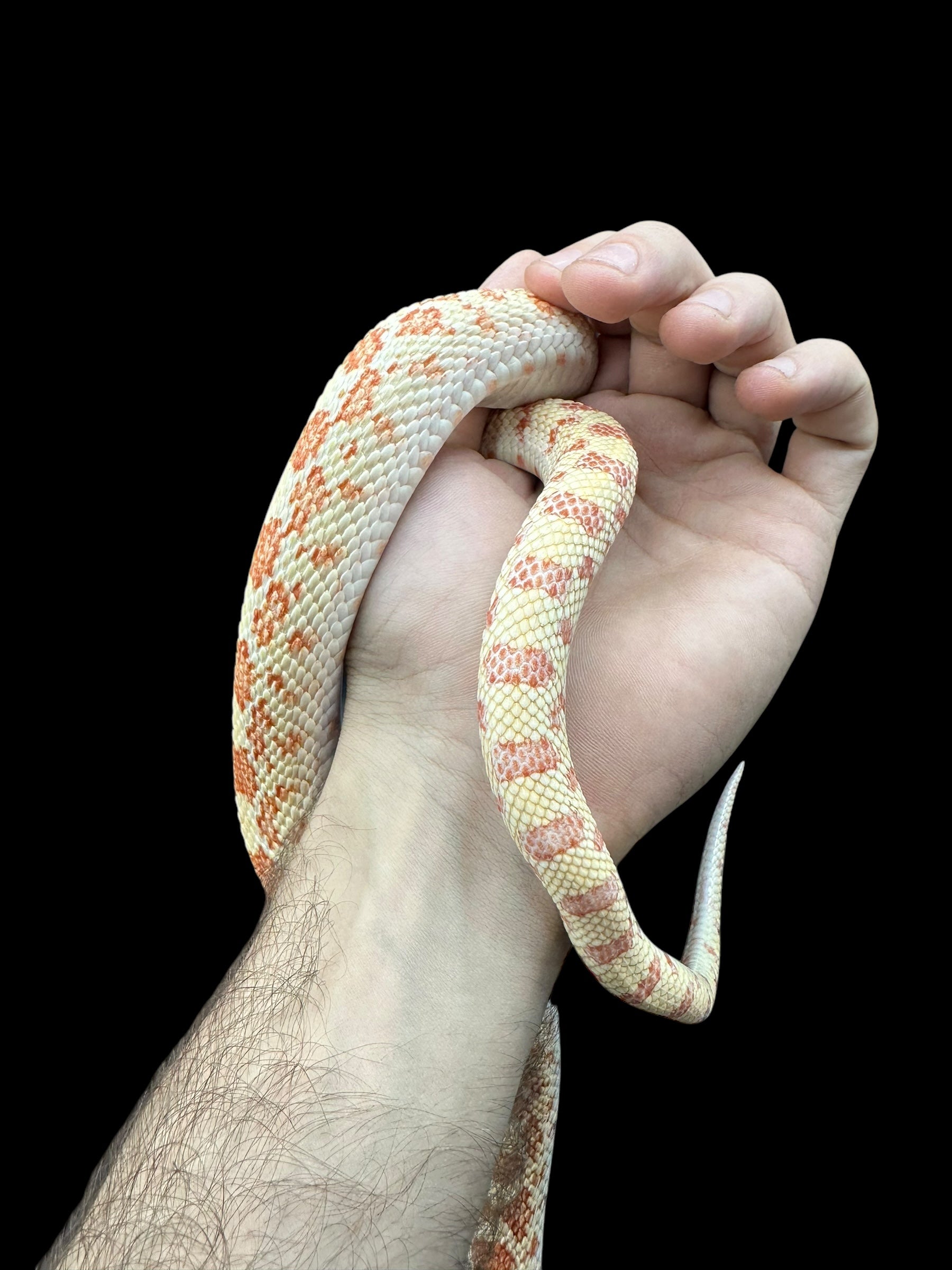 Sonoran Gopher Snake (Albino)