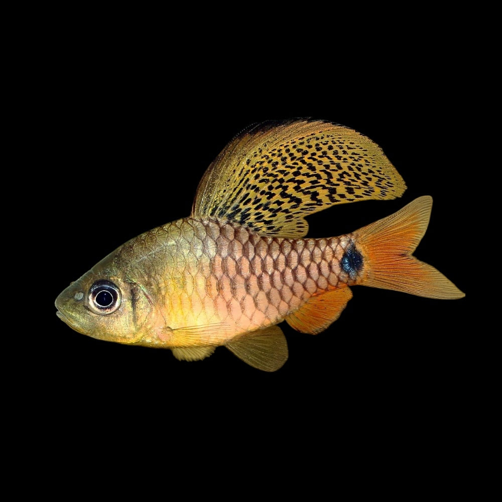 Drapefin Barb