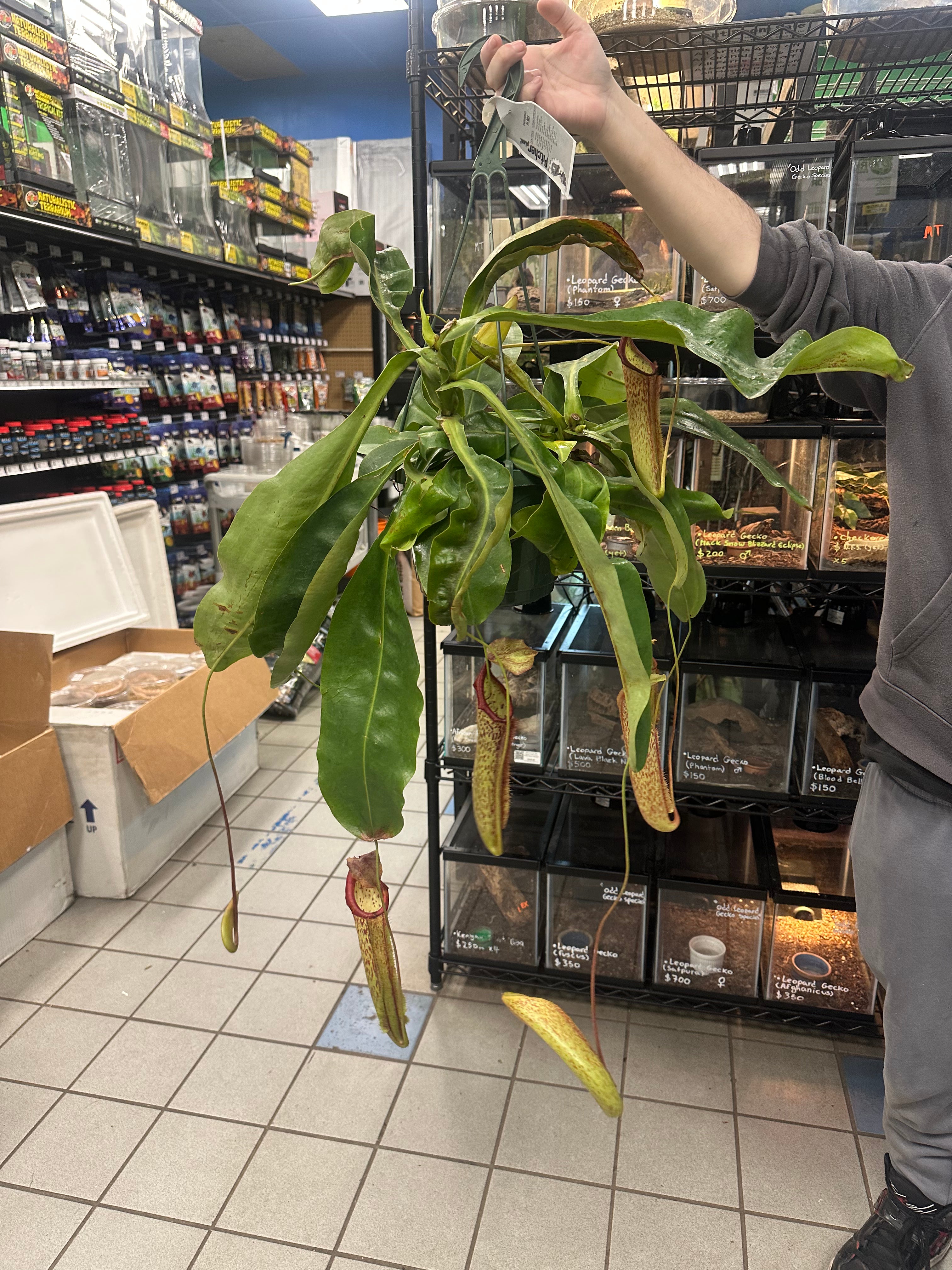 Nepenthes Maranda XXL Hanging basket