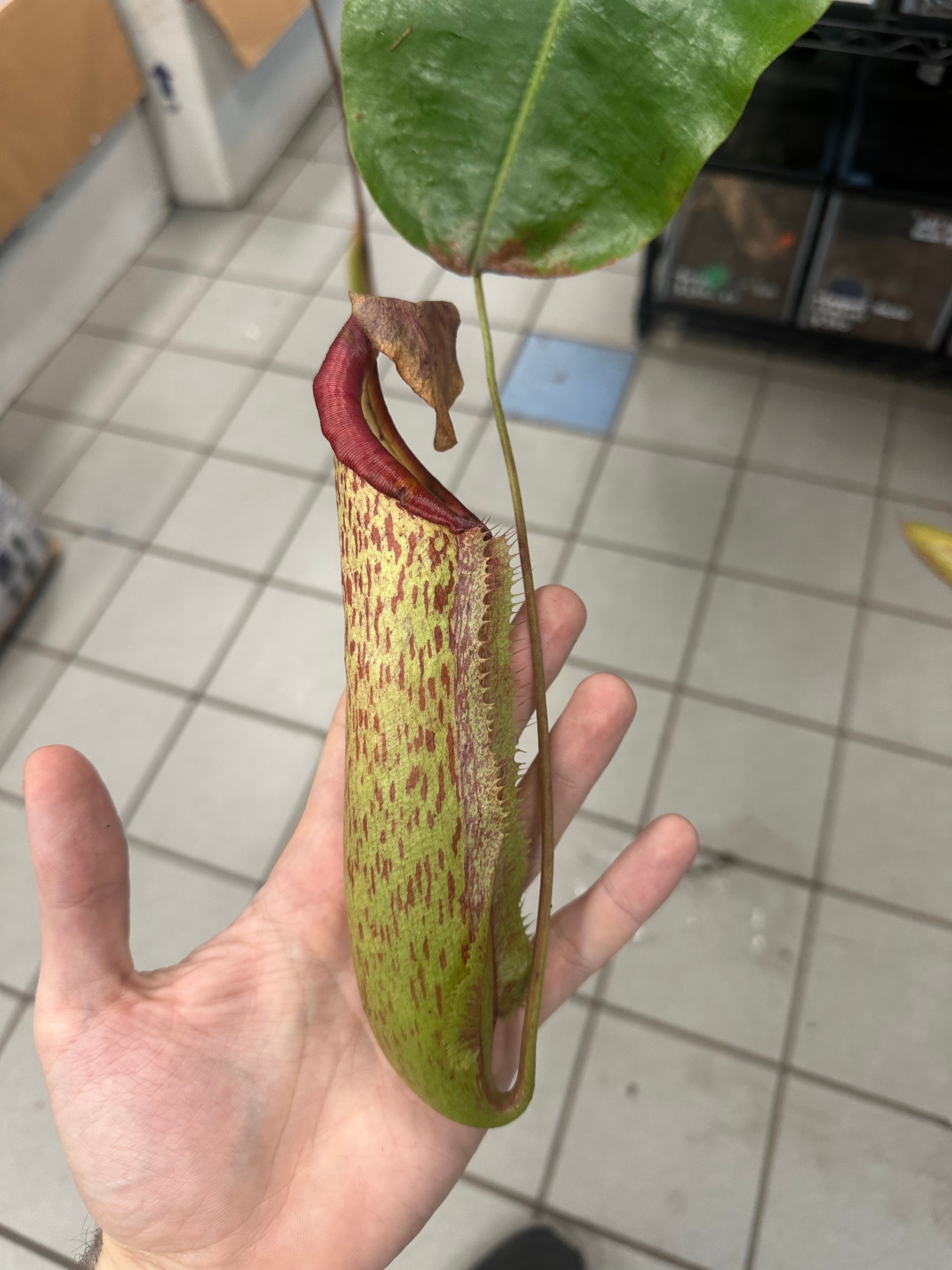 Nepenthes Maranda XXL Hanging basket