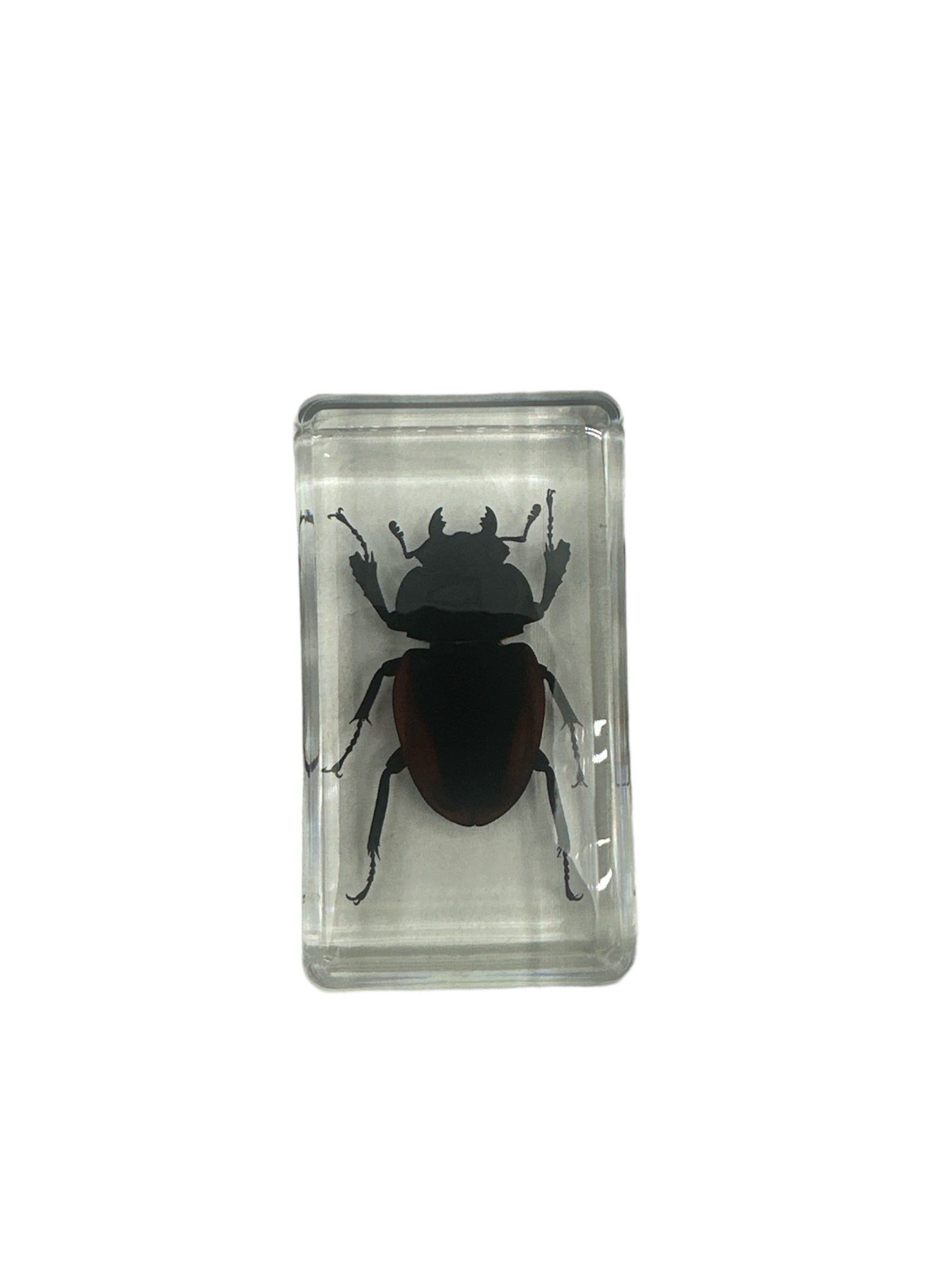 Golden Stag Beetle - Specimen In Resin