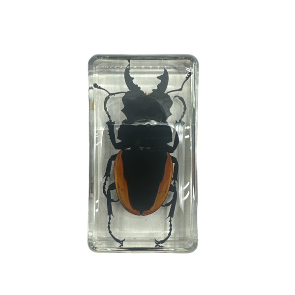 Lucane (cerf-volant) En Résine Transparente - Véritable Insecte Préservé - 110x45x28 Mm - Décoration, Collection, Presse-papier