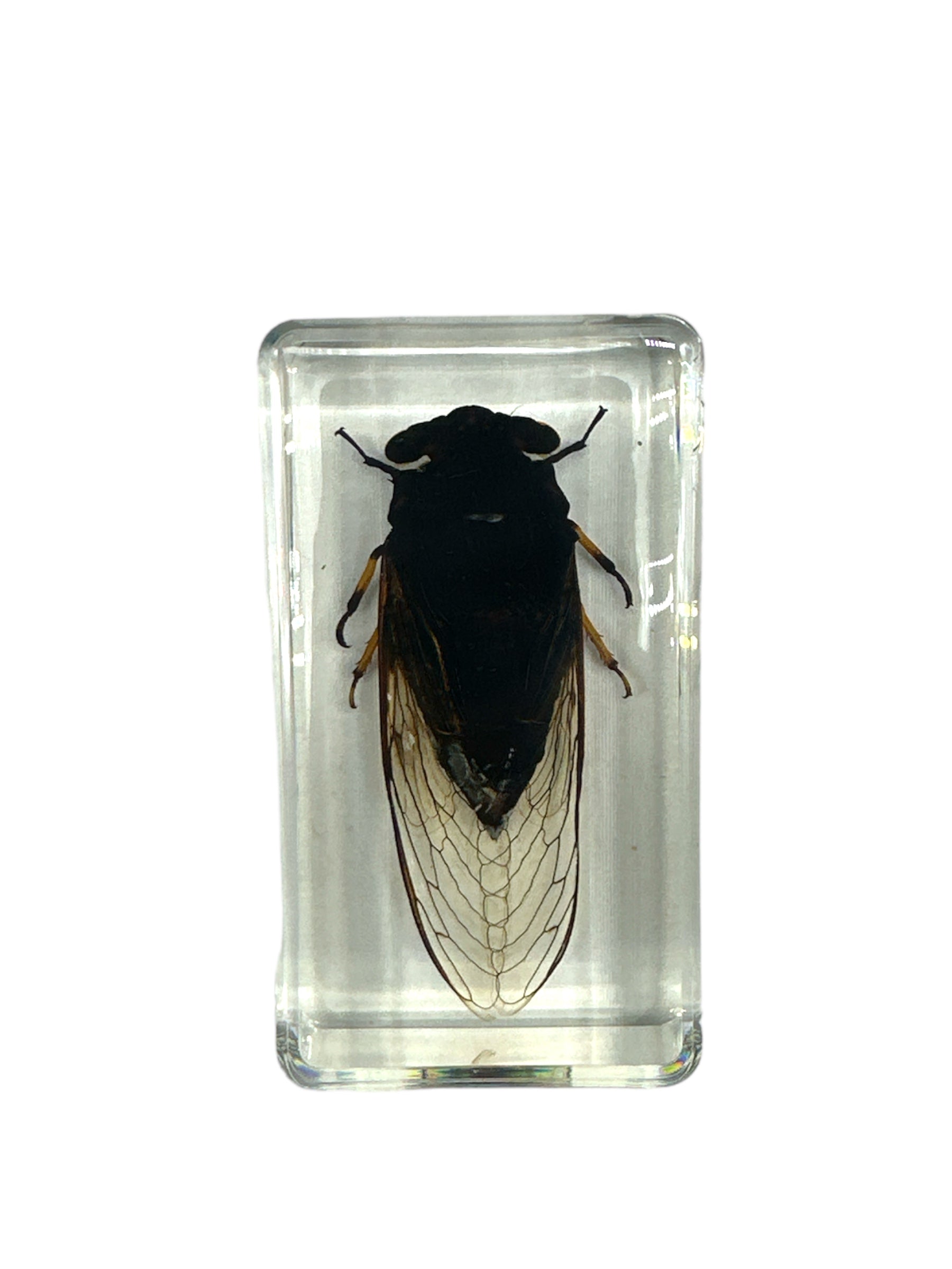 Black Cicada - Specimen In Resin
