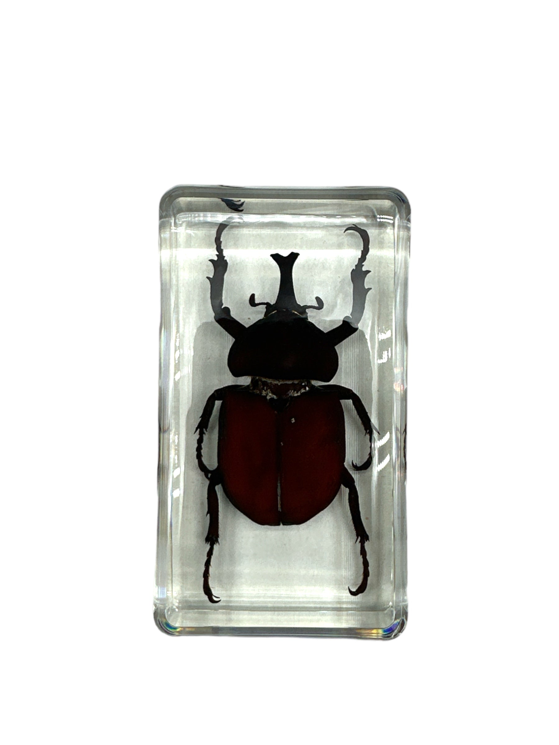 Unicorn Beetle - Specimen In Resin