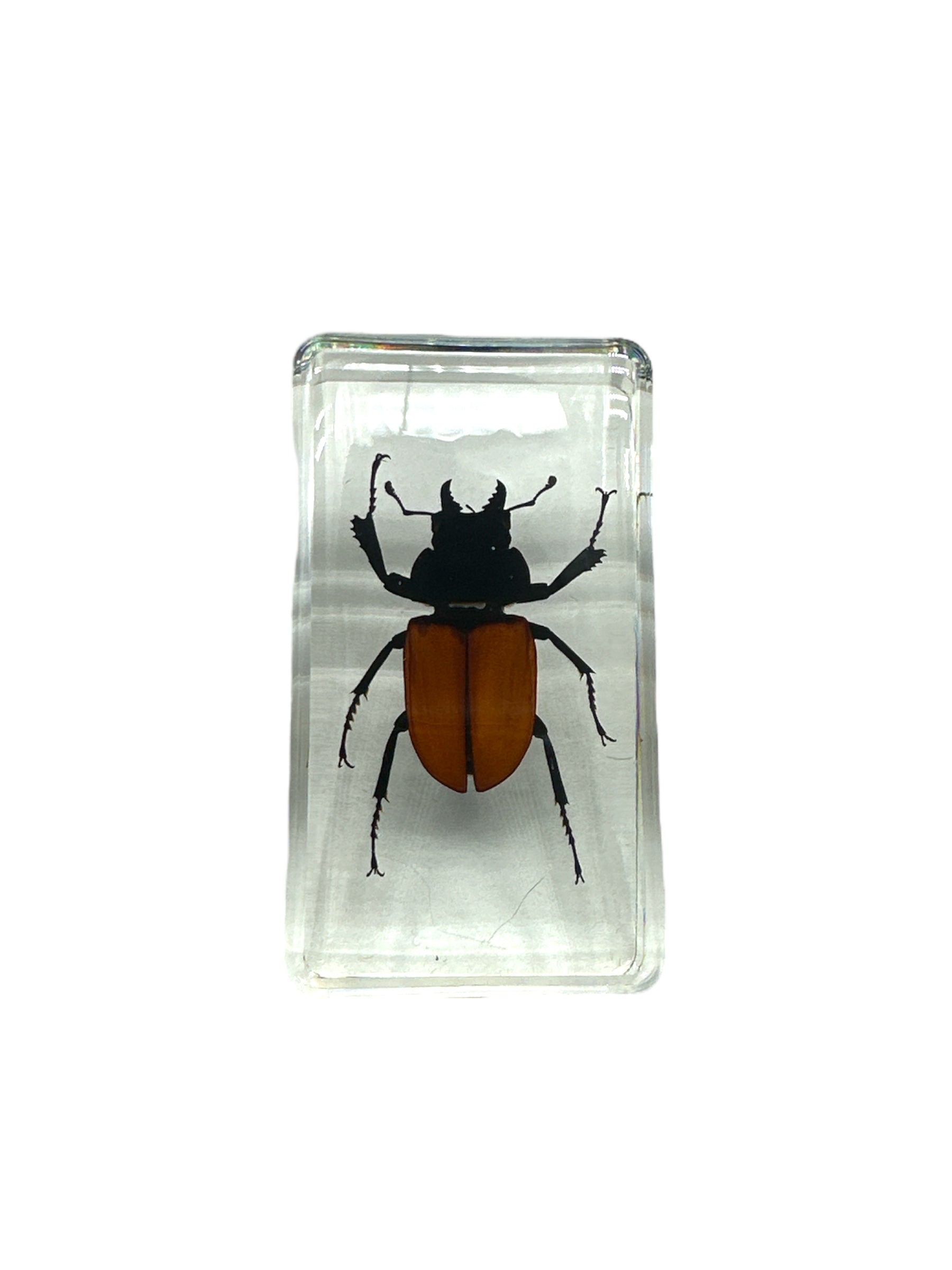 Stag Beetle - Specimen In Resin