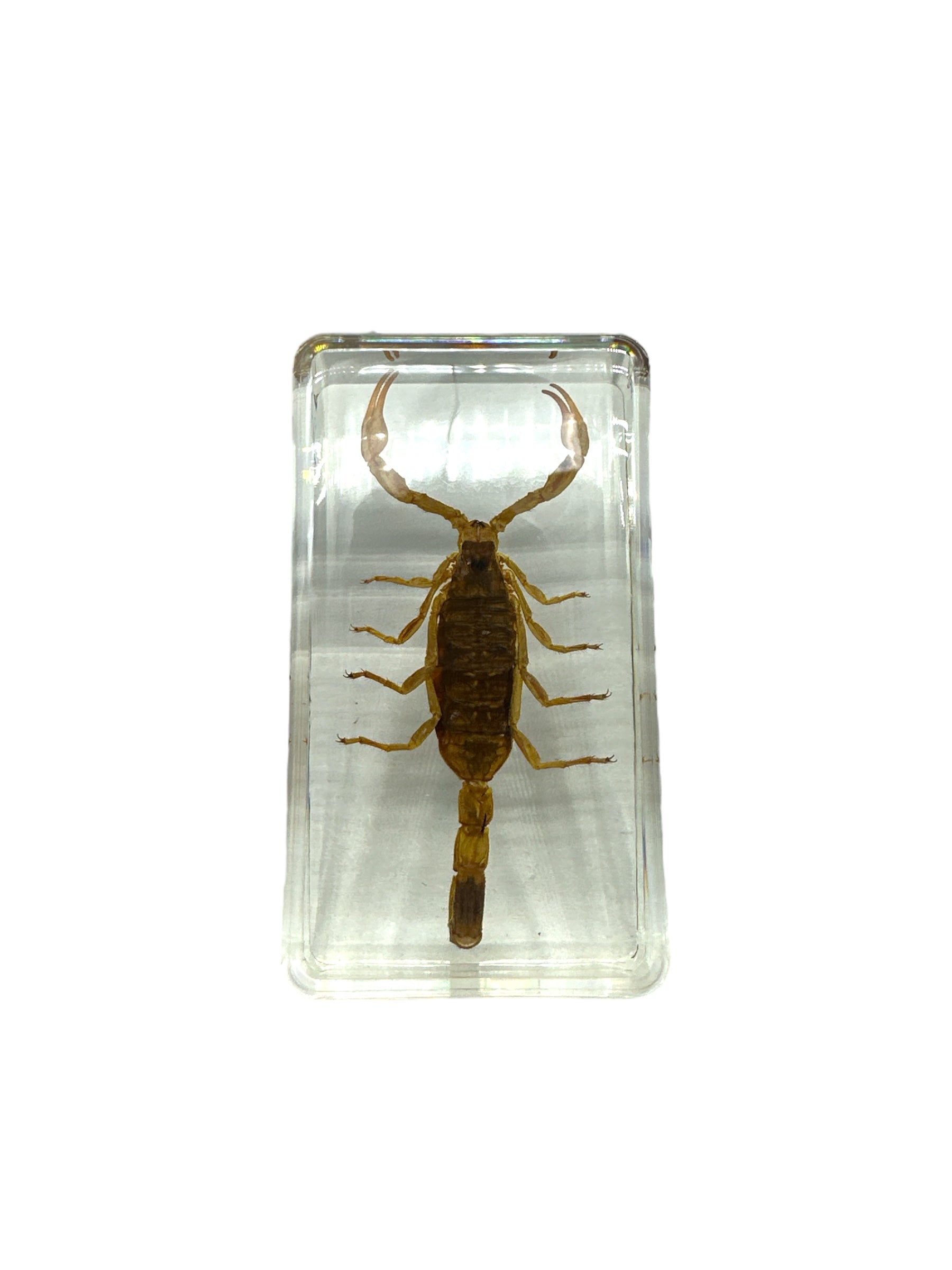 Yellow Scorpion - Specimen In Resin