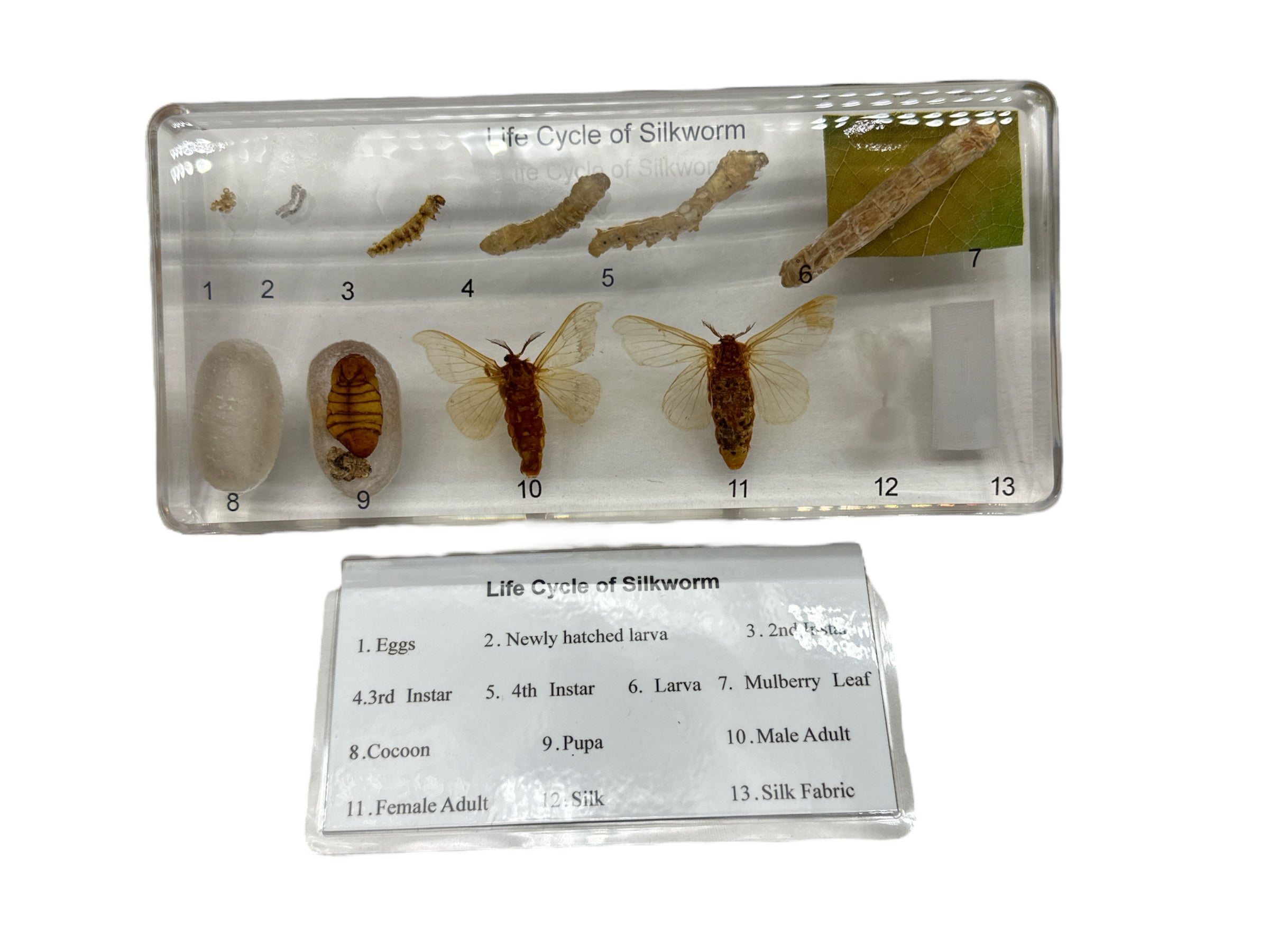 Silkworm Life Cycle Resin Specimen