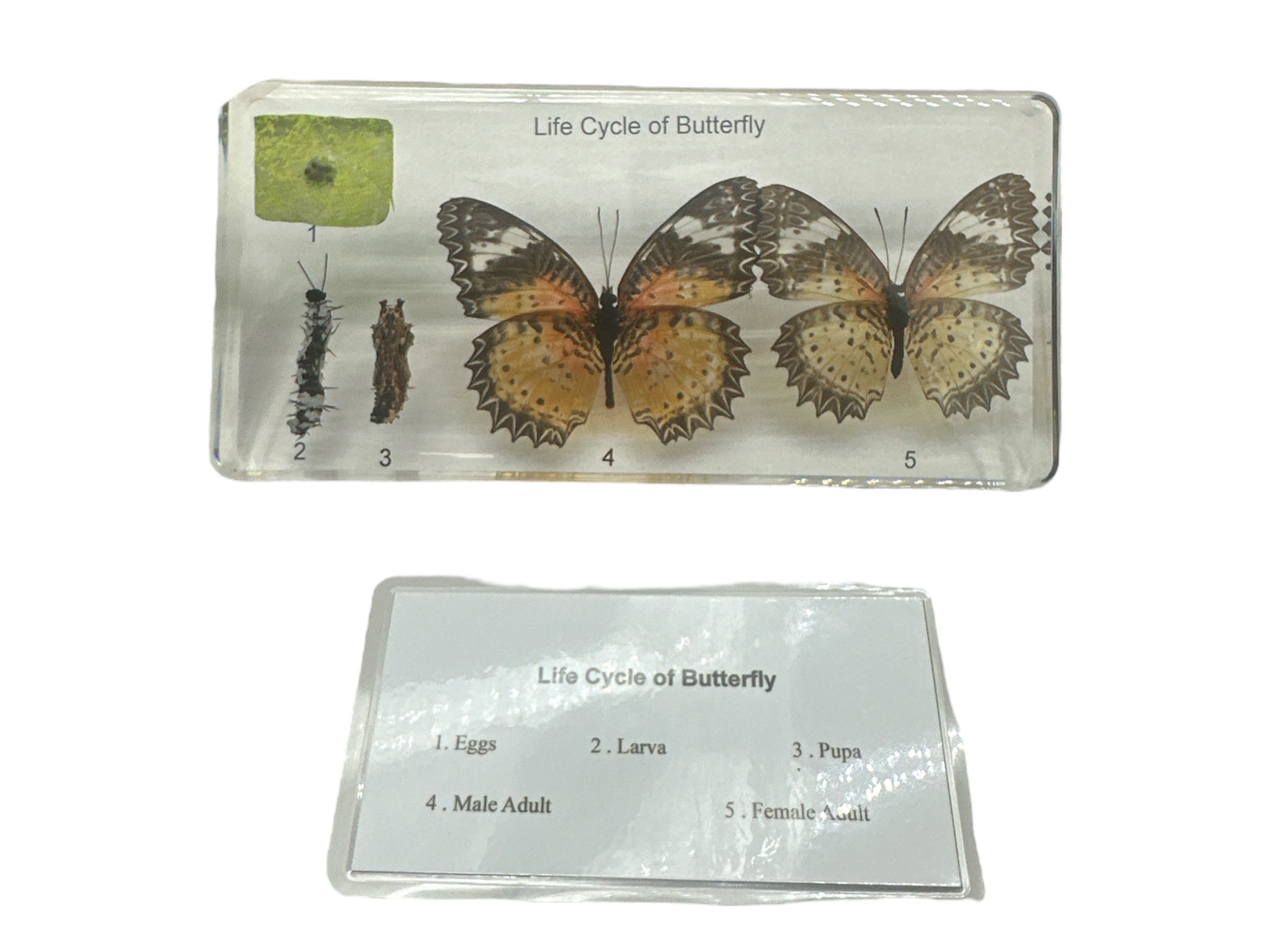 Butterfly Life Cycle - Specimen In Resin