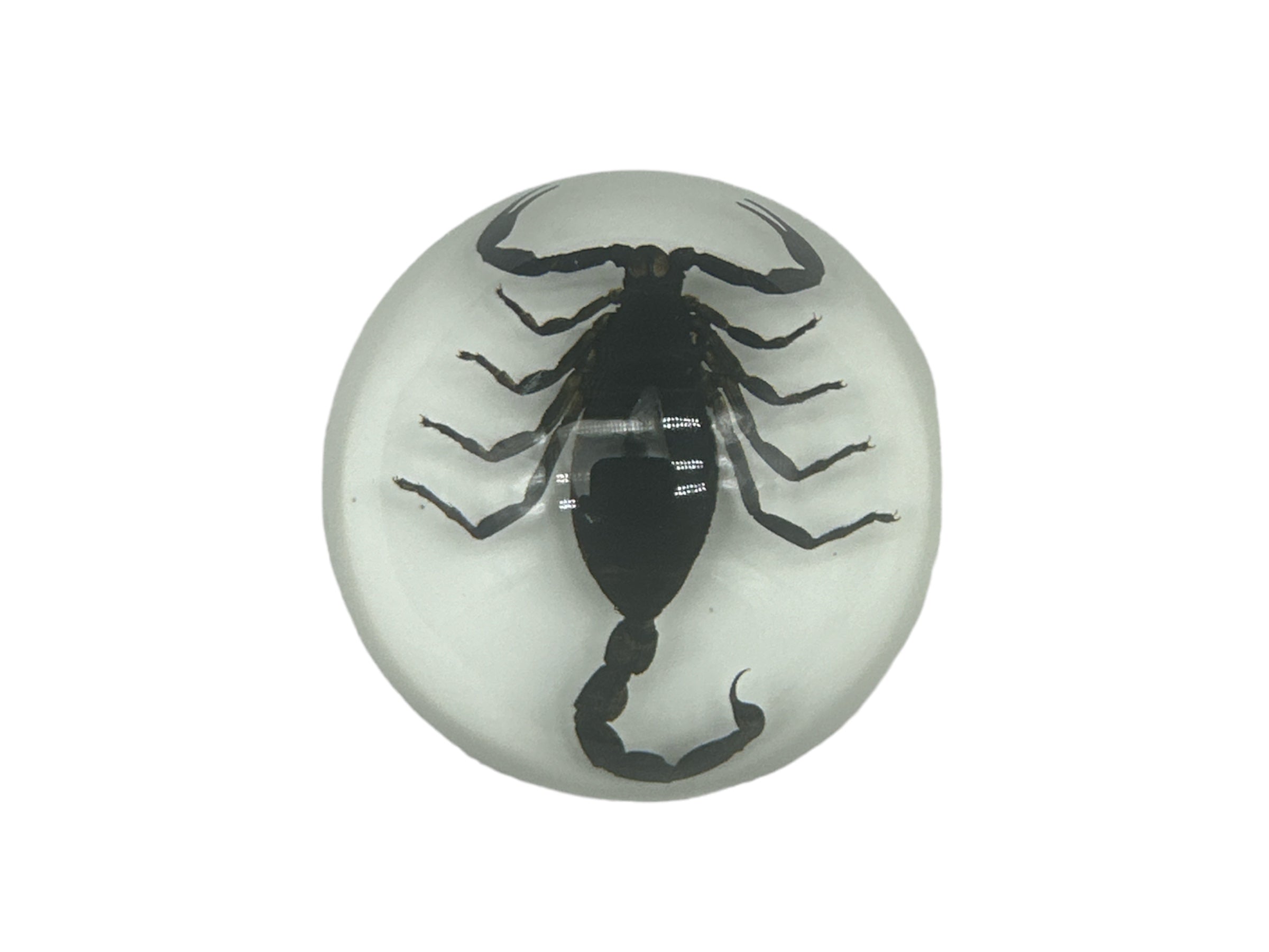 Black Scorpion - Specimen In Resin W/ White Base