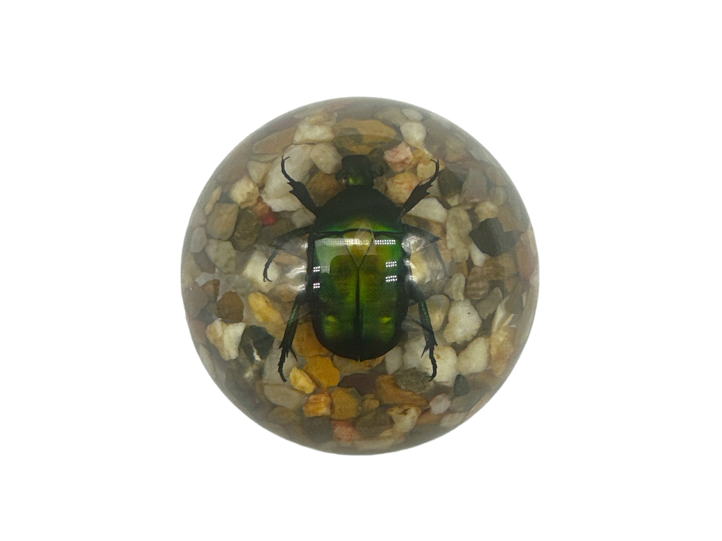 Green Rose Chafer Beetle Resin - Specimen In Resin W/ Sand and Stone Base